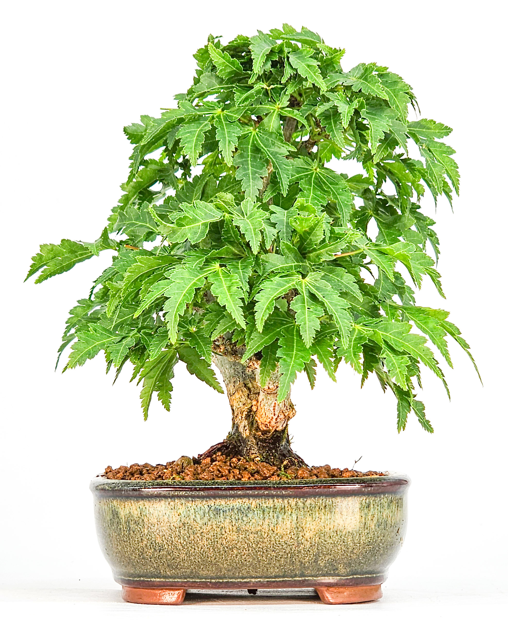 Bonsai Löwenkopfahorn- Acer palmatum Shishigashira Shohin 14cm