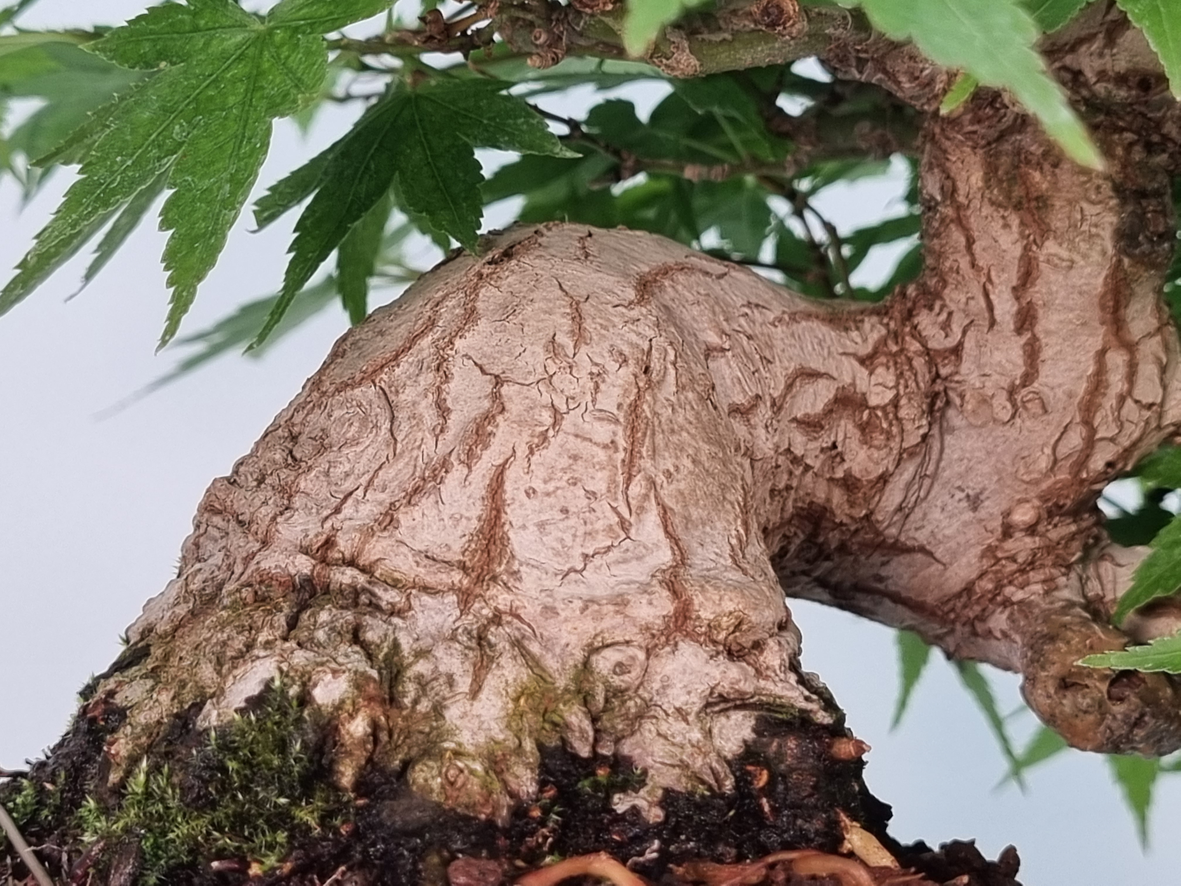 Bonsai Fächerahorn - Acer palmatum Yamamomiji Halbkaskade Shohin 13cm    