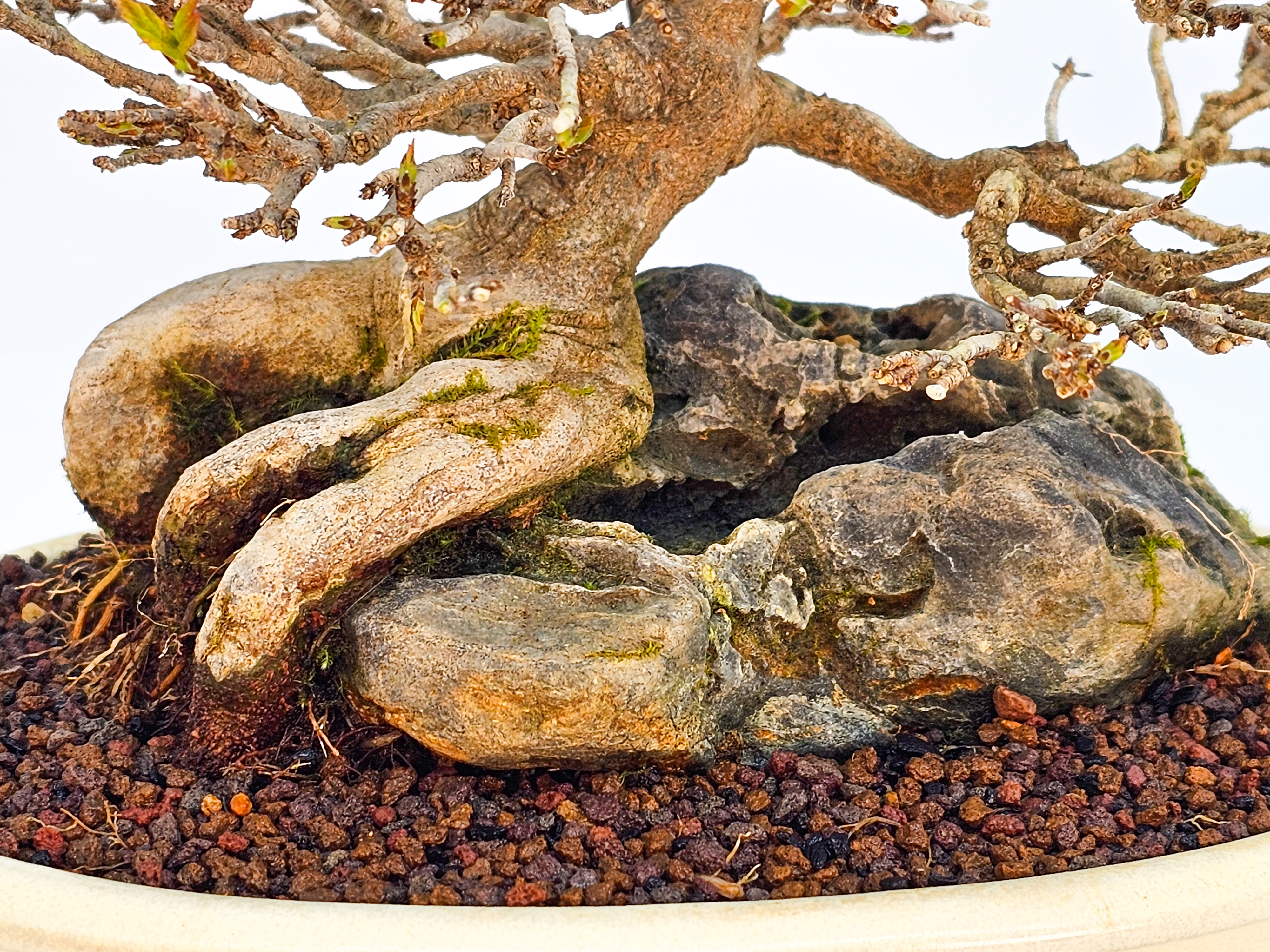 Bonsai Premium Dreispitzahorn - Acer buergerianum Ishizuki Shohin 17cm - Video