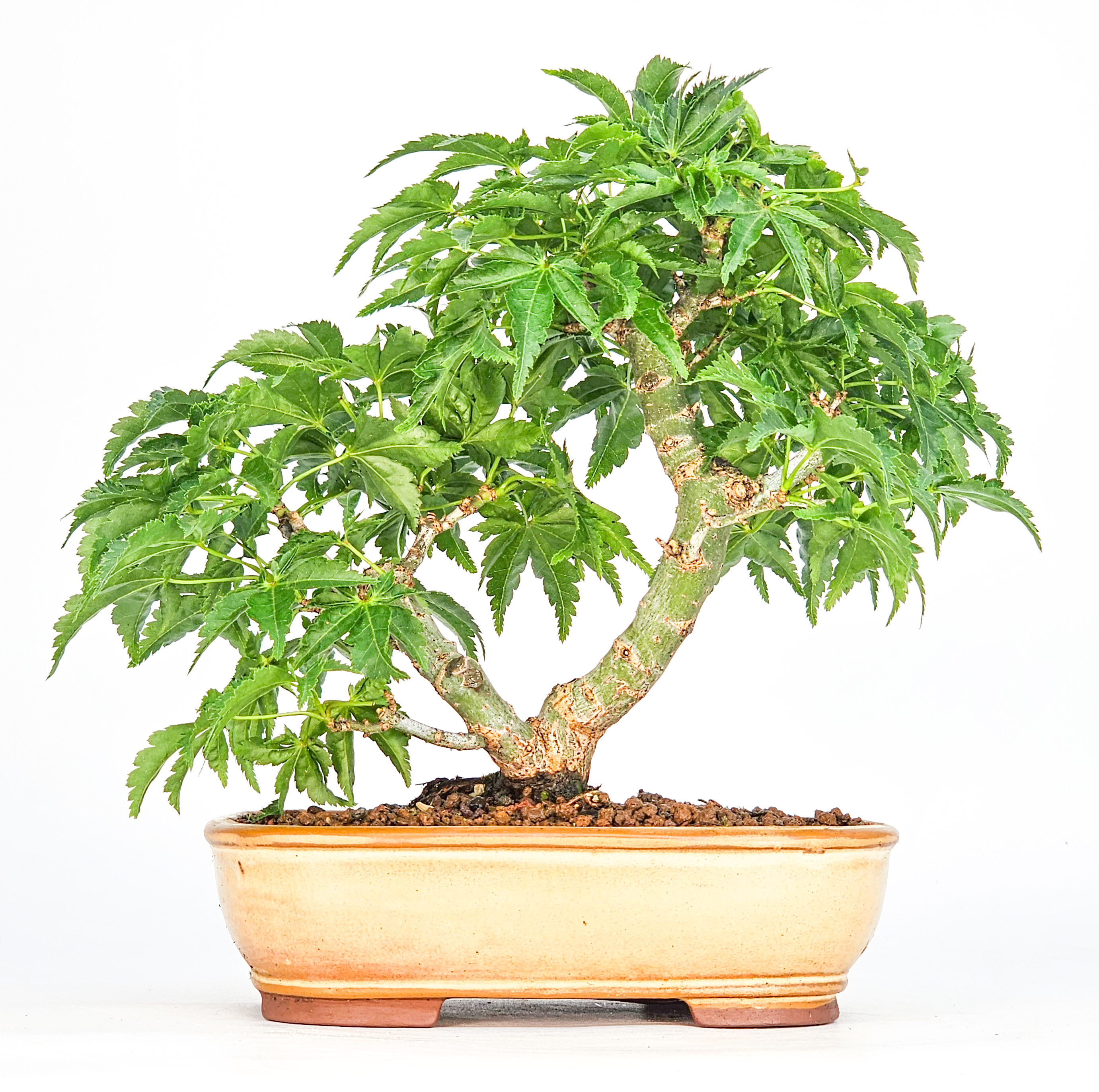 Bonsai Löwenkopfahorn- Acer palmatum Shishigashira Shohin 14cm