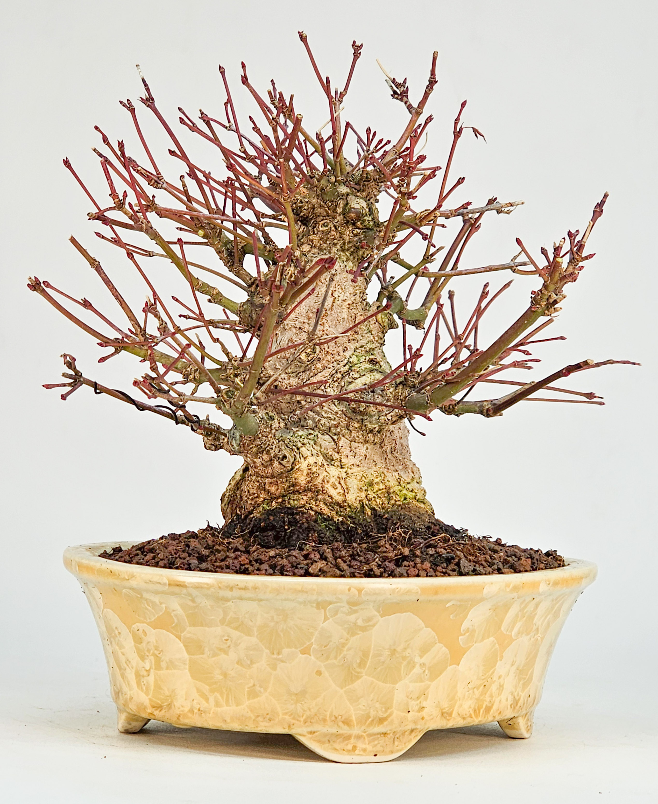 Bonsai Fächerahorn - Acer Palmatum Shohin 15cm 