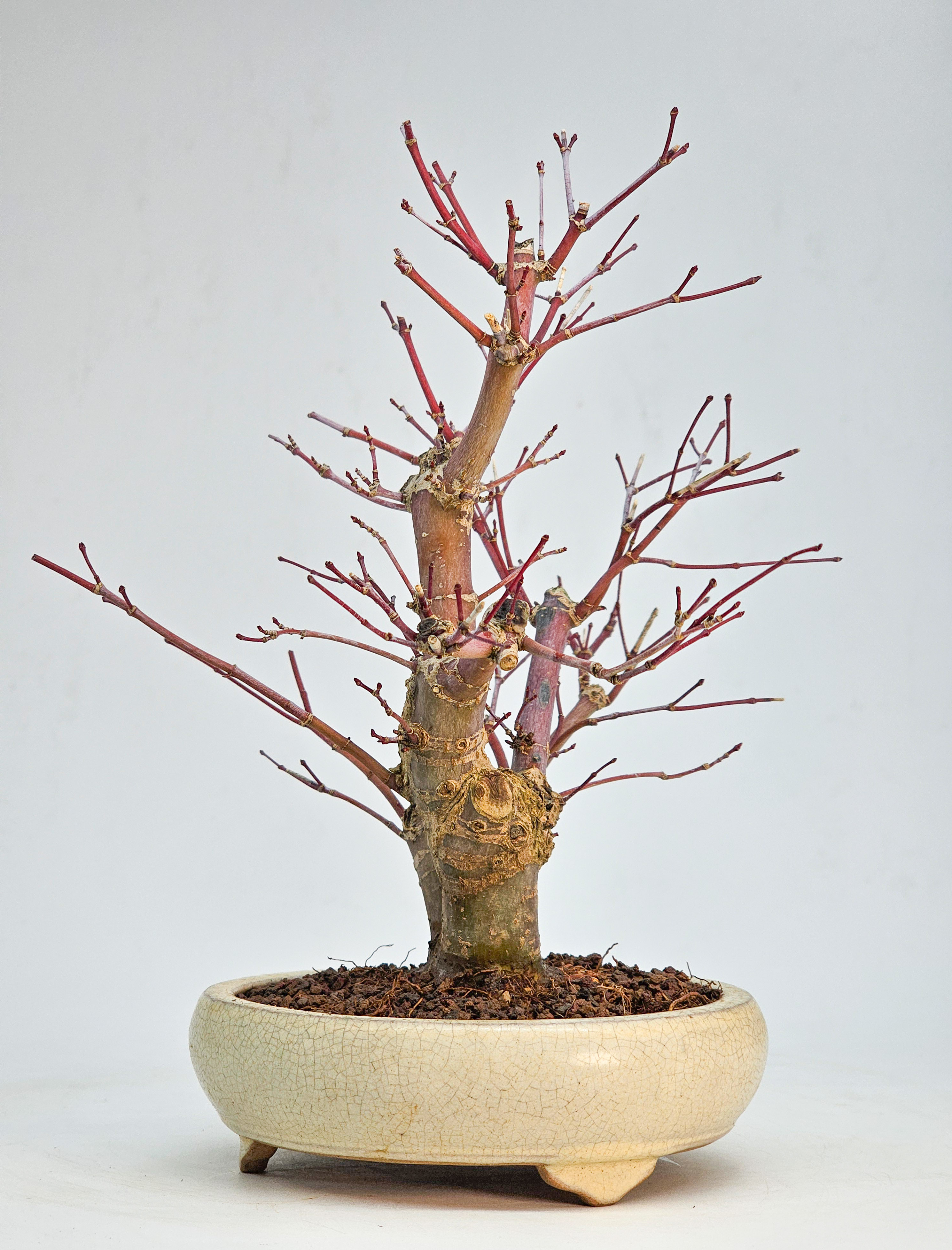 Bonsai Fächerahorn - Acer palmatum Deshojo Shohin 21cm   