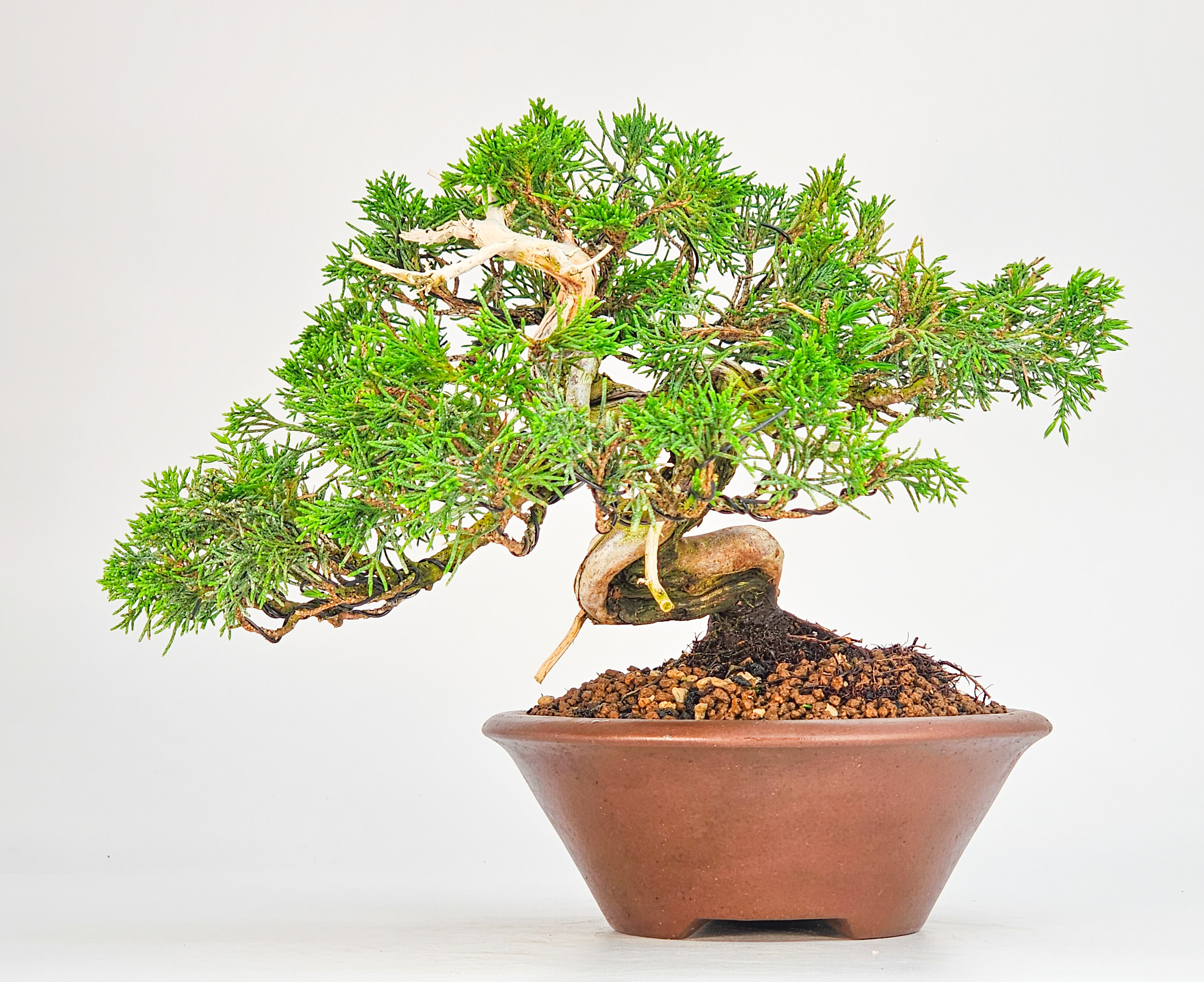 Bonsai Wacholder -Juniperus chinensis Shohin 17cm