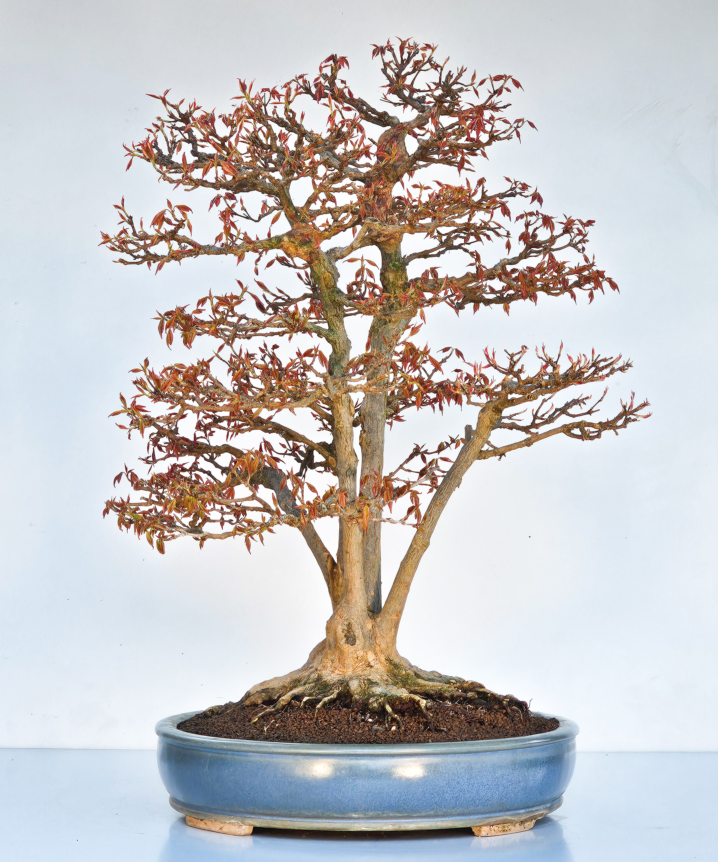 Bonsai Dreispitzahorn Multitrunk 5 Stämme - Acer buergerianum 60cm - Video!
