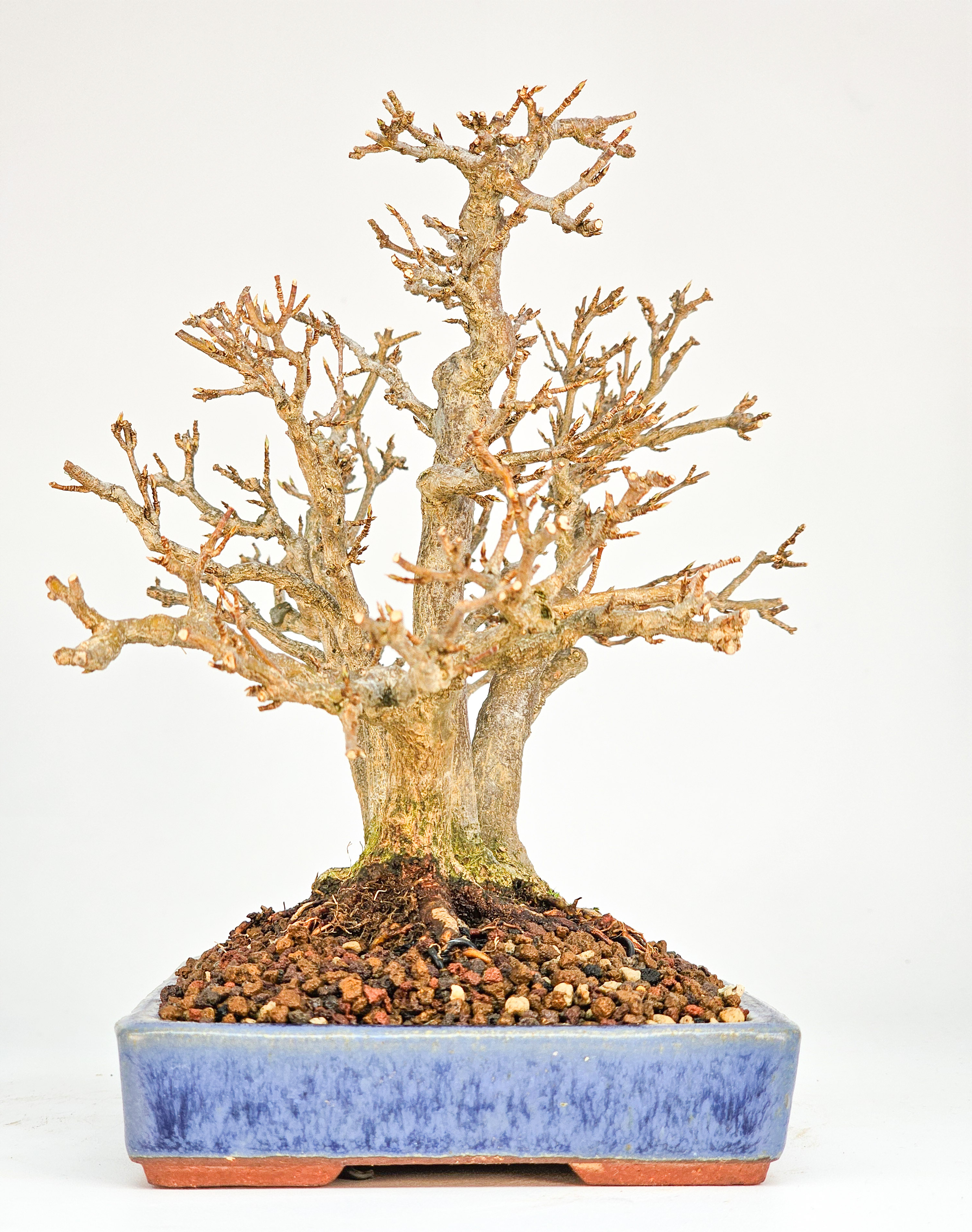 Bonsai Dreispitzahorn - Acer buergerianum Shohin 17cm
