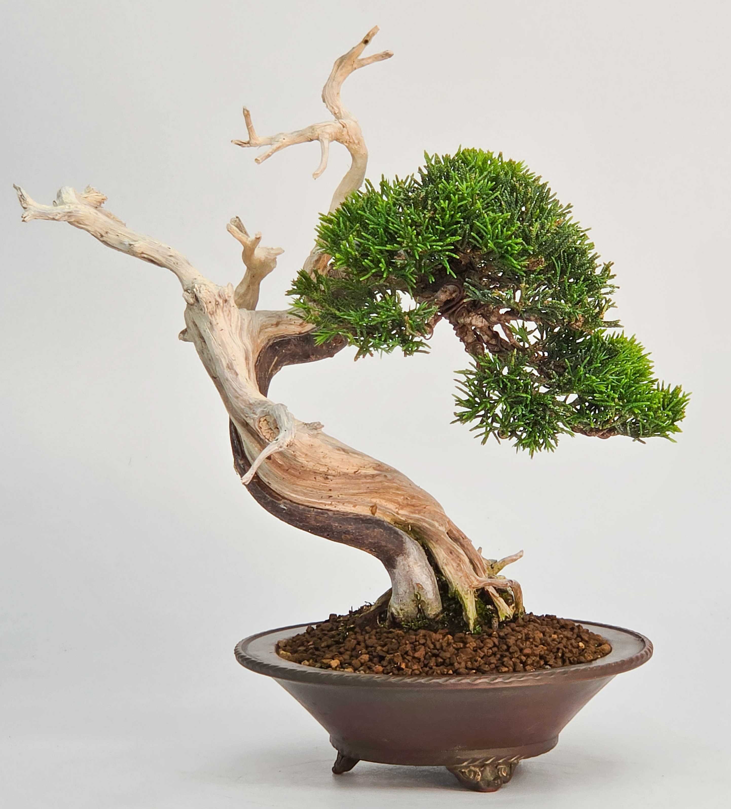 Bonsai Wacholder - Juniperus chinensis Shohin 19cm