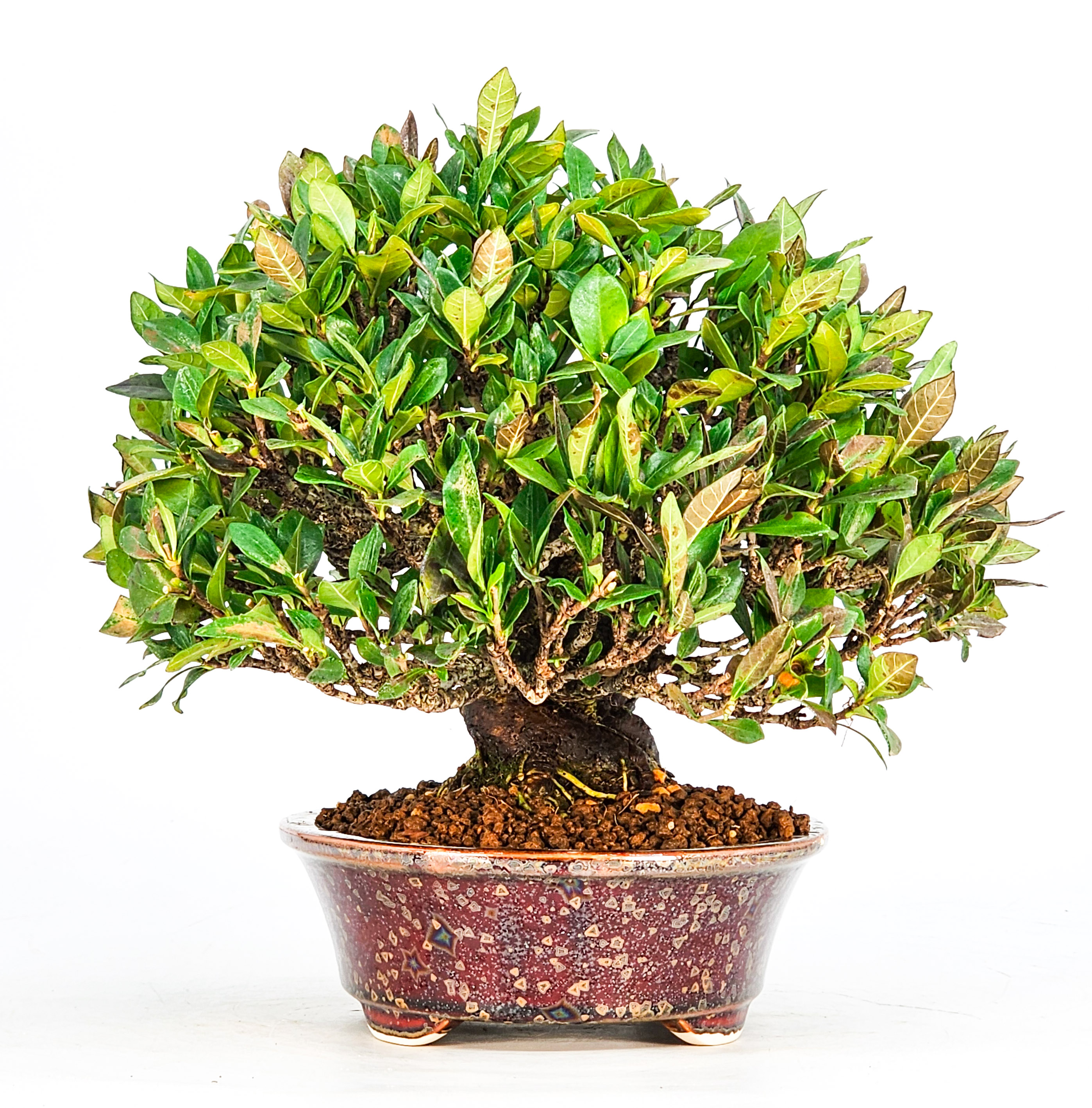Bonsai Gardenia jasminoides Shohin 20cm Video!!