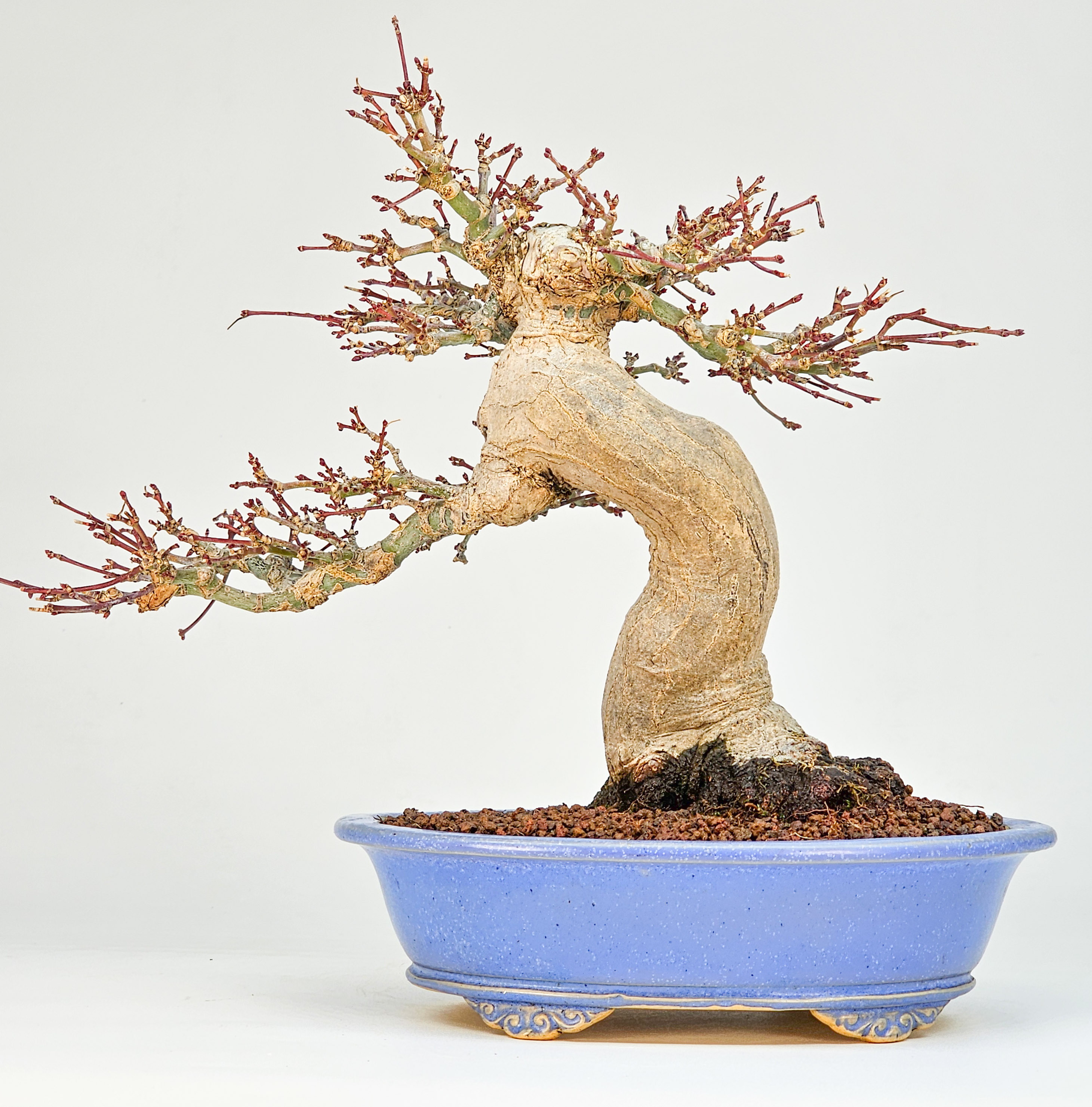 Bonsai Premium Fächerahorn - Acer palmatum Orihime Shohin 20cm