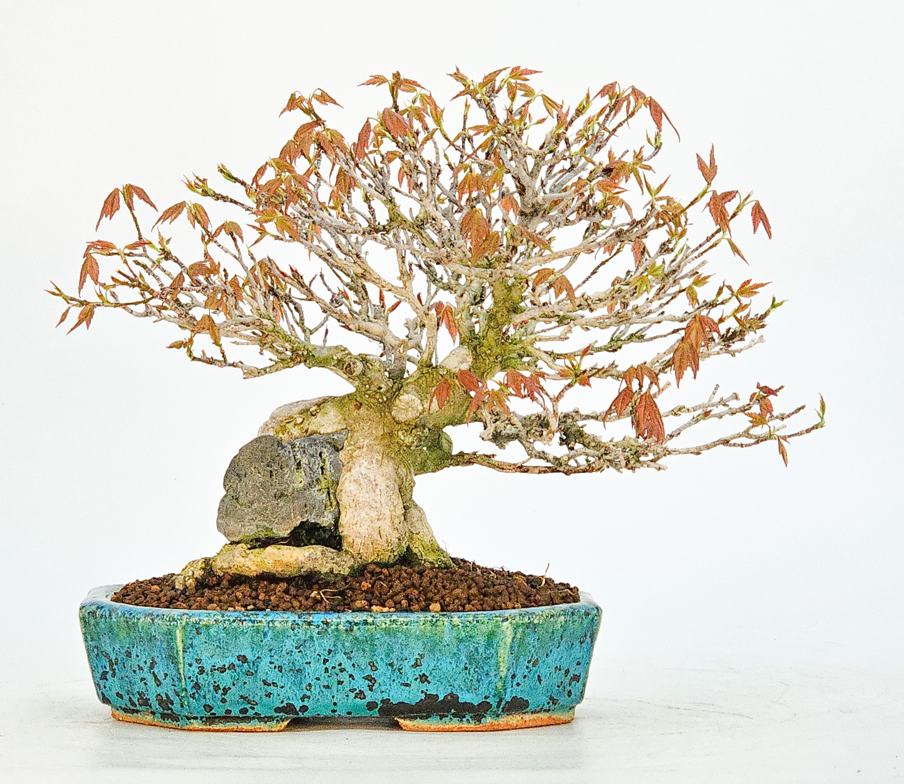 Bonsai Premium Dreispitzahorn - Acer buergerianum Ishizuki Shohin 14,5cm 