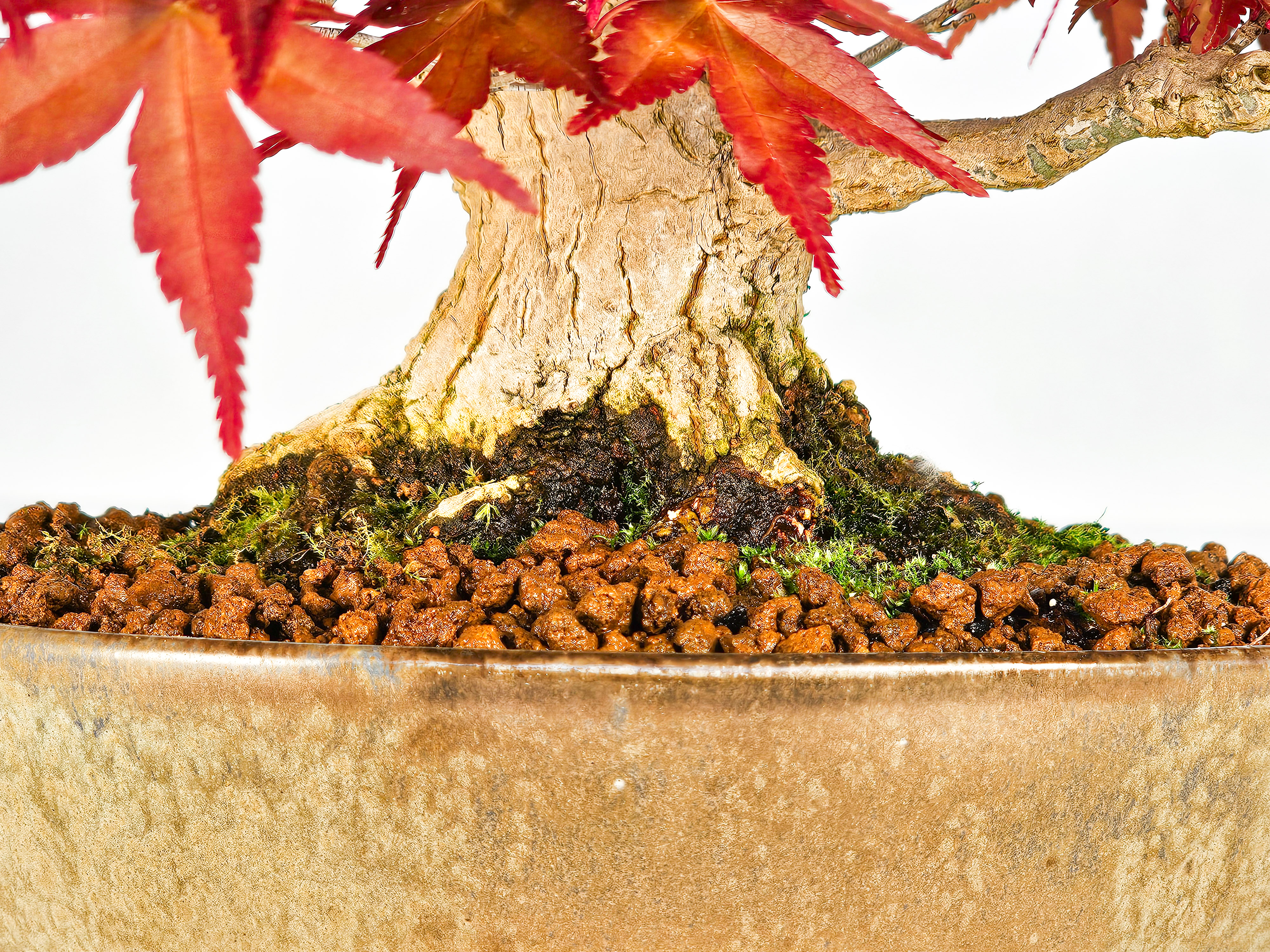 Bonsai Fächerahorn Acer palmatum Deshojo Shohin 17cm 