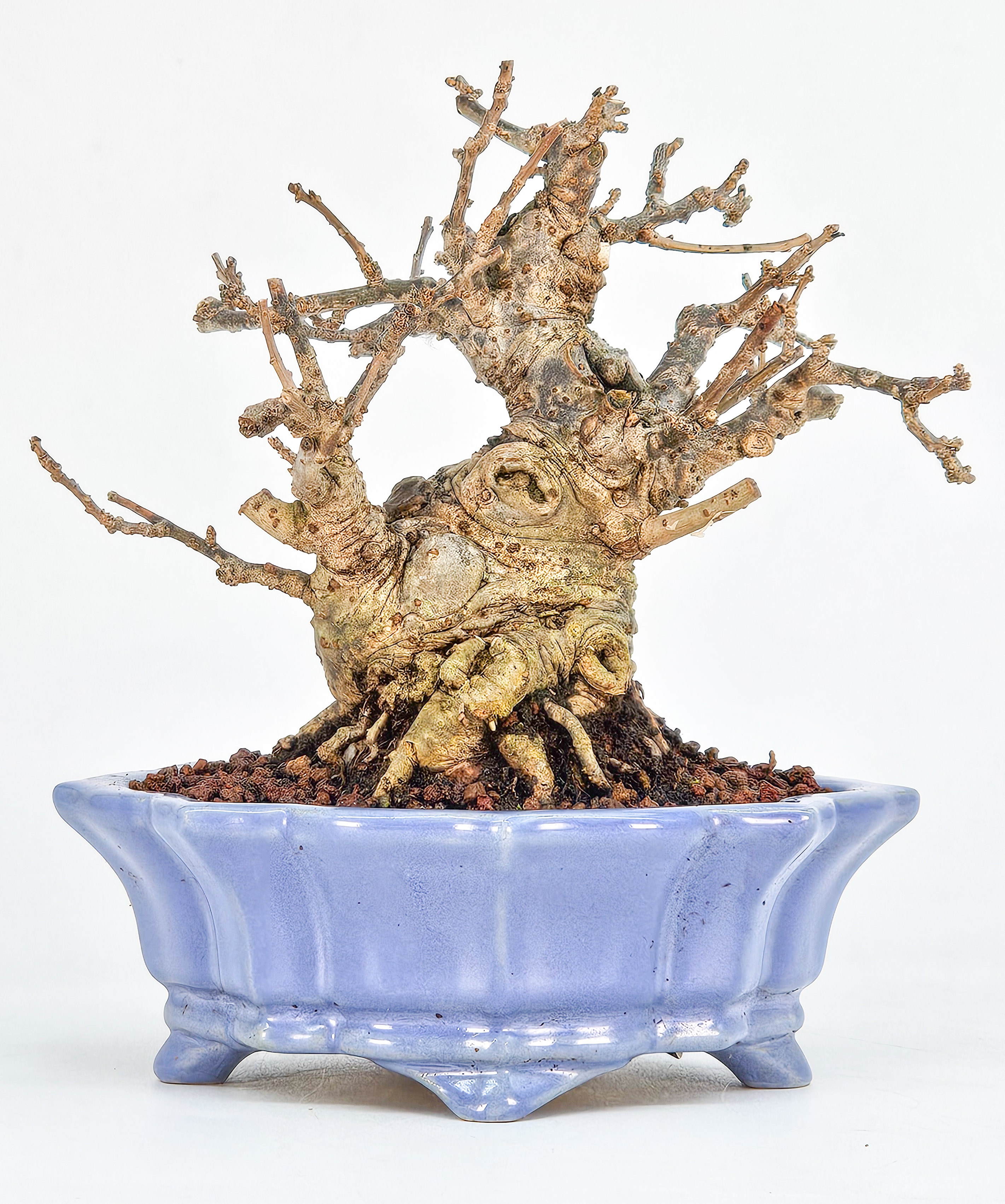 Bonsai Jap. Winterbeere - Ilex serrata Shohin 10cm