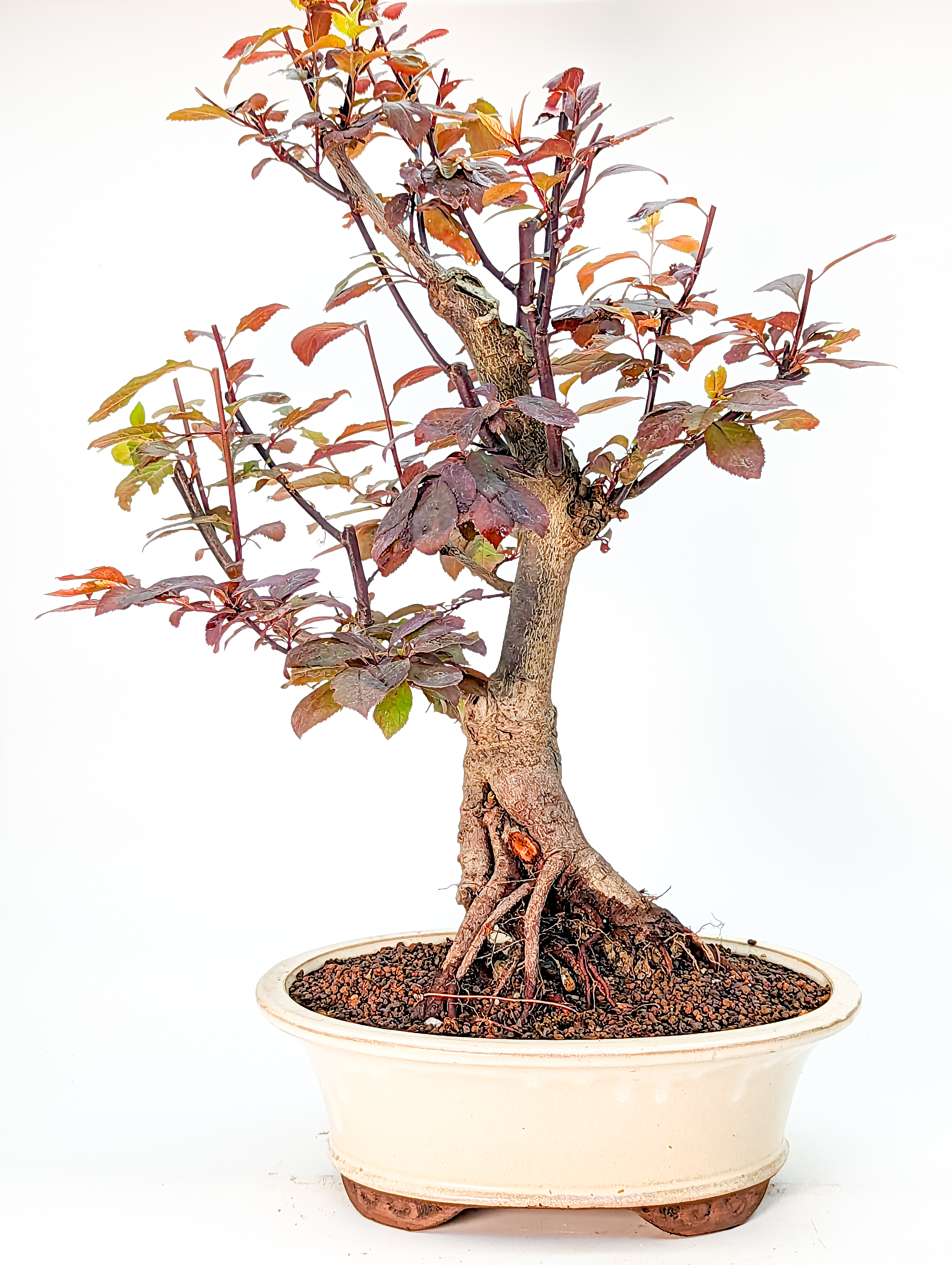 Bonsai Blutpflaume - Prunus cerasifera Nigra 37cm