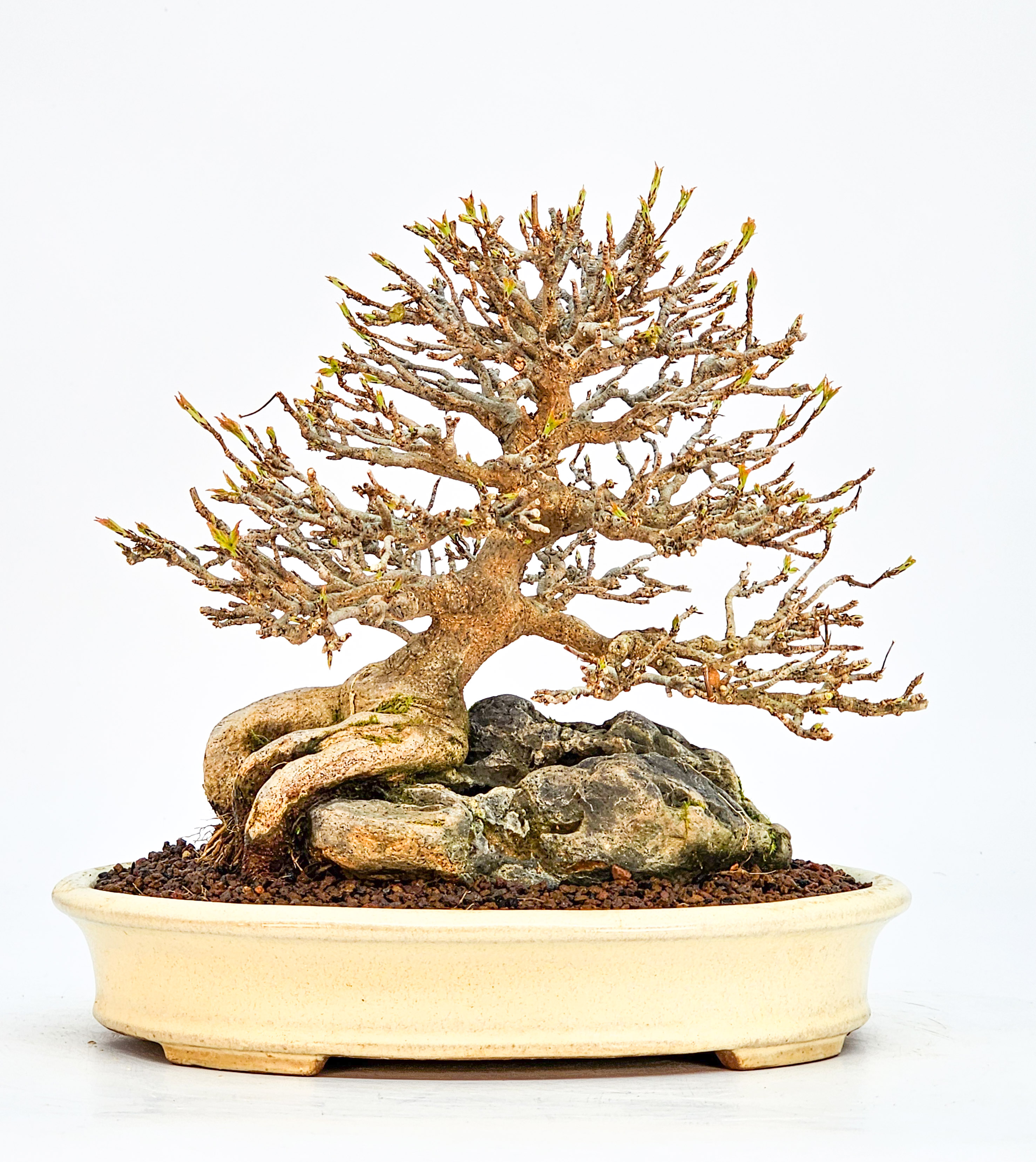 Bonsai Premium Dreispitzahorn - Acer buergerianum Ishizuki Shohin 17cm - Video