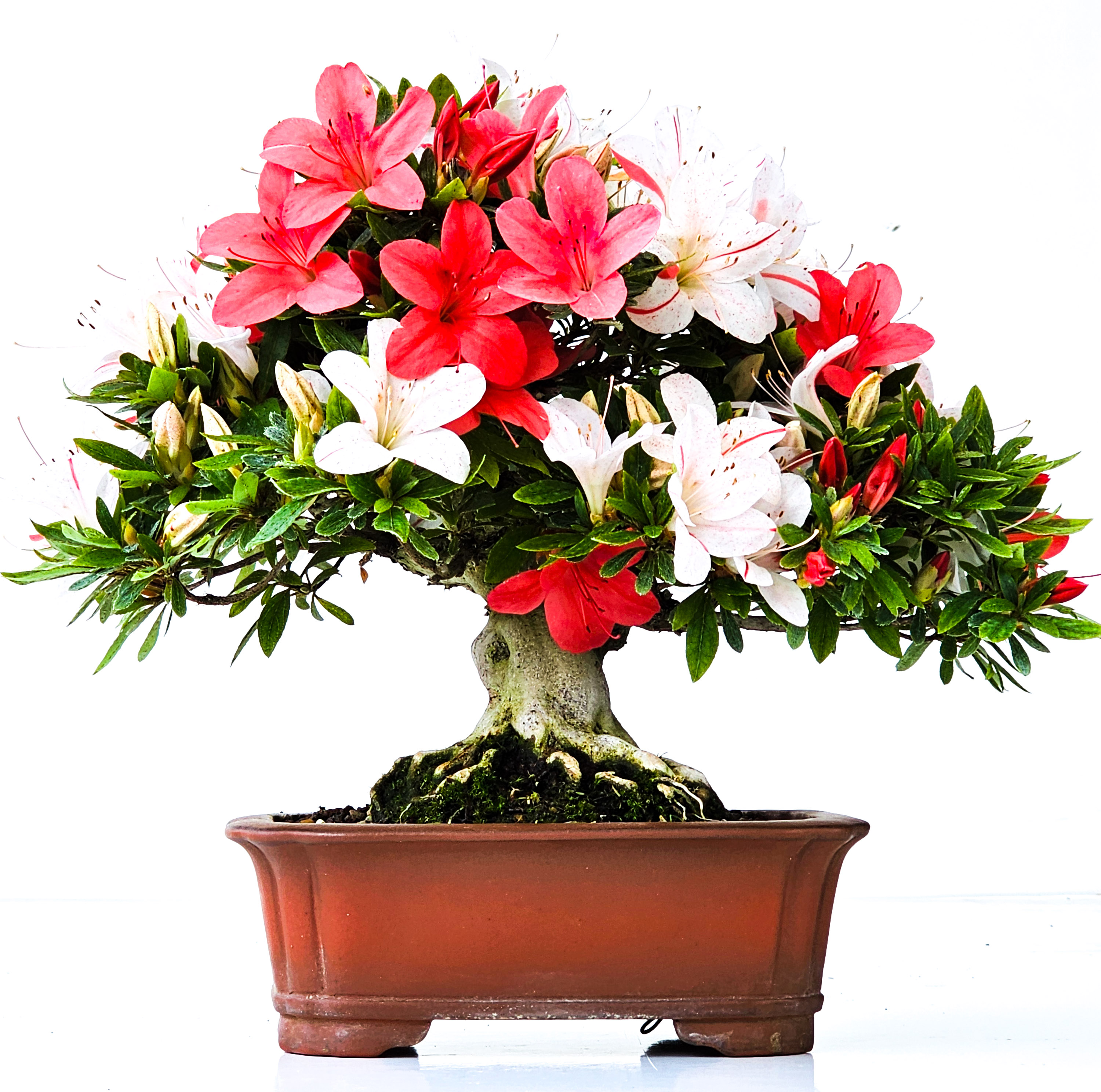 Bonsai Azalee Rhododendron indicum Shohin 19 cm