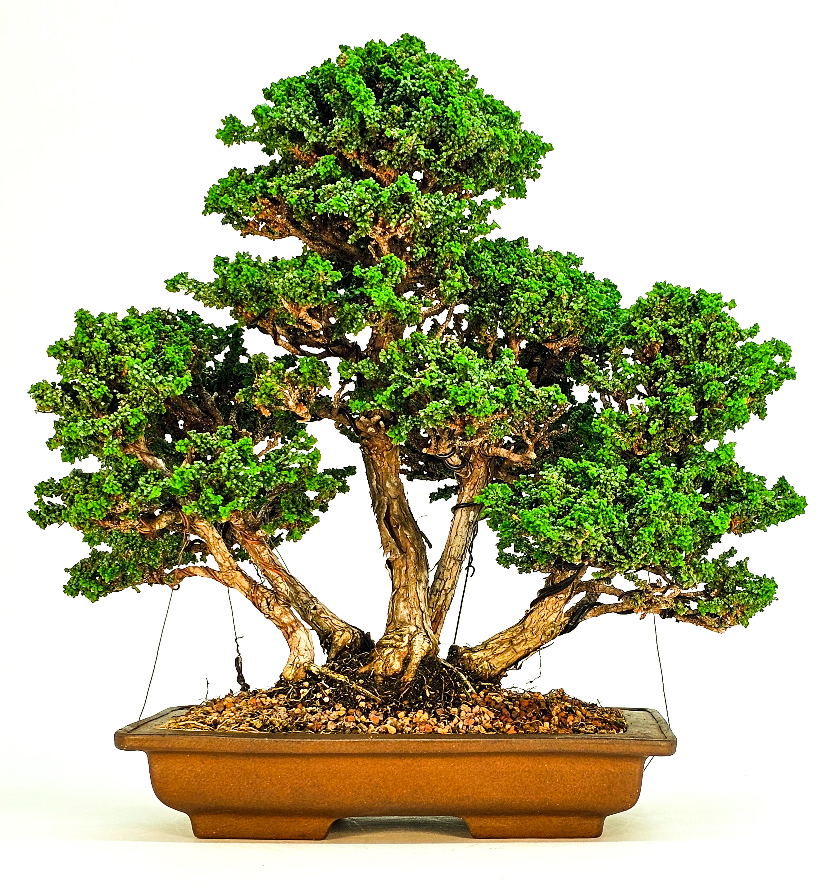 Bonsai Chamaecyparis obtusa Sekka hinoki 31 cm