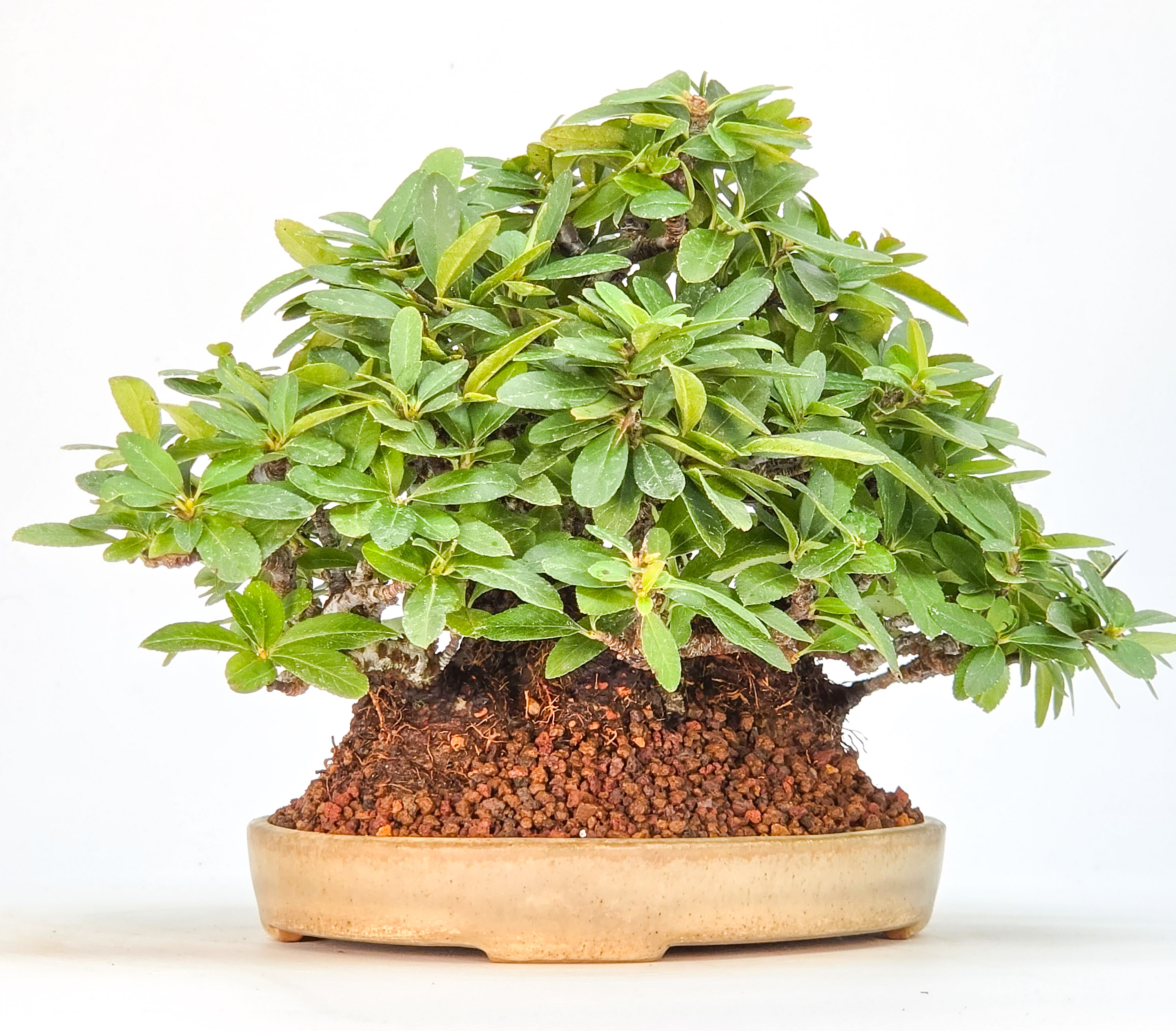 Bonsai Feuerdorn - Pyracantha Shohin 15cm Video!!