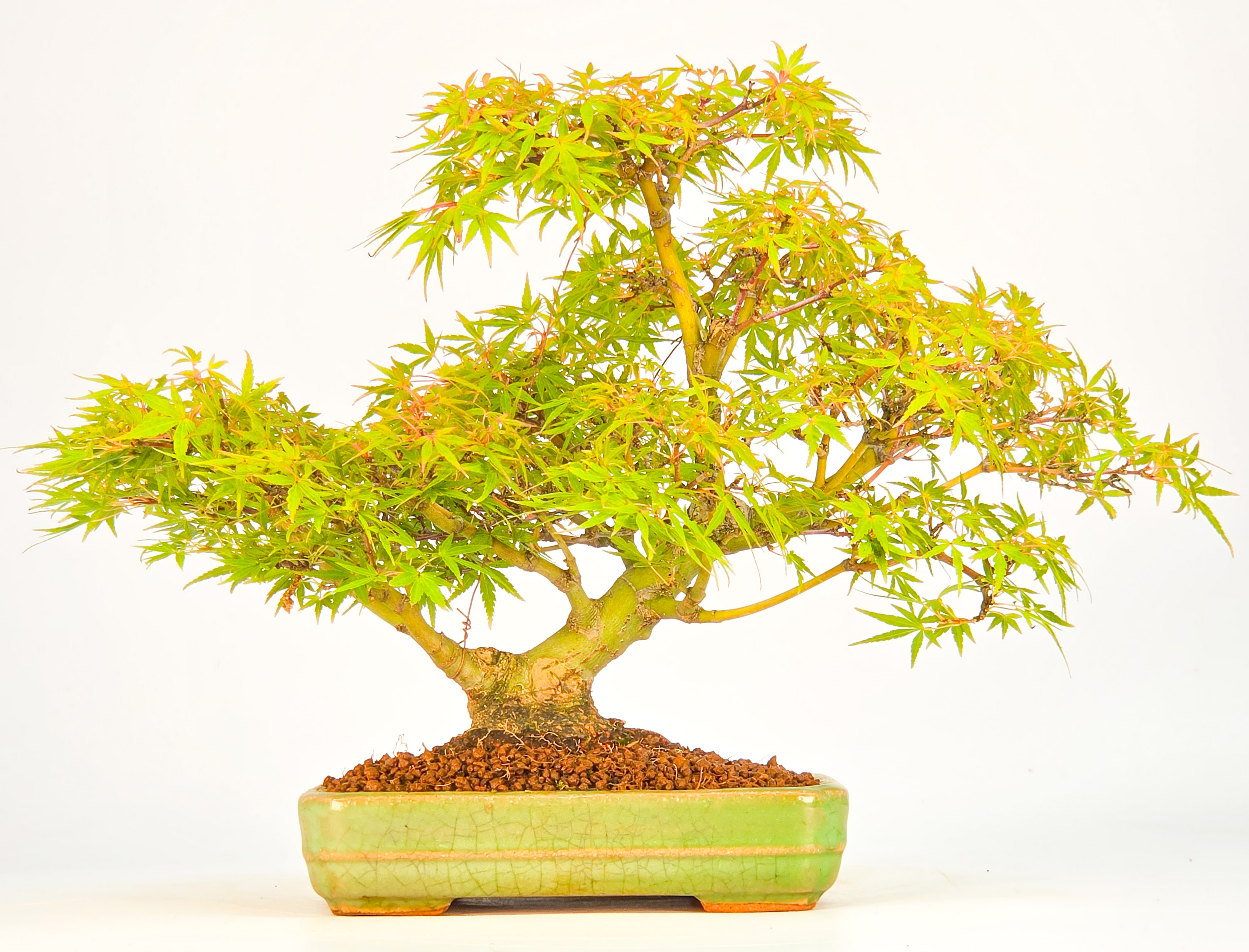 Bonsai Fächerahorn Zwergahorn – Acer palmatum Yukihime Shohin 20cm Video!!
