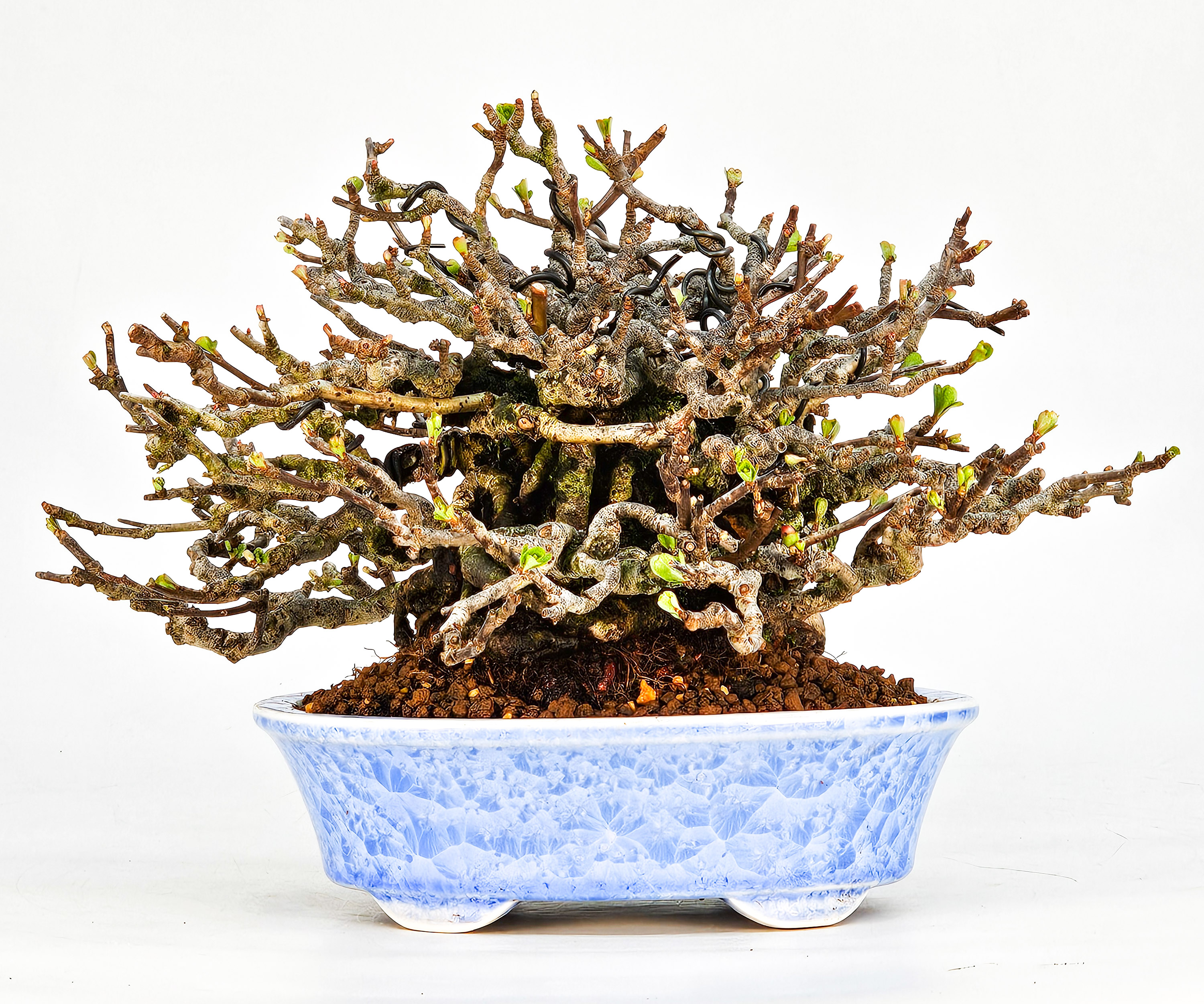 Bonsai Zierquitte - Chaenomeles - Chojubai Shohin 14cm Video!!