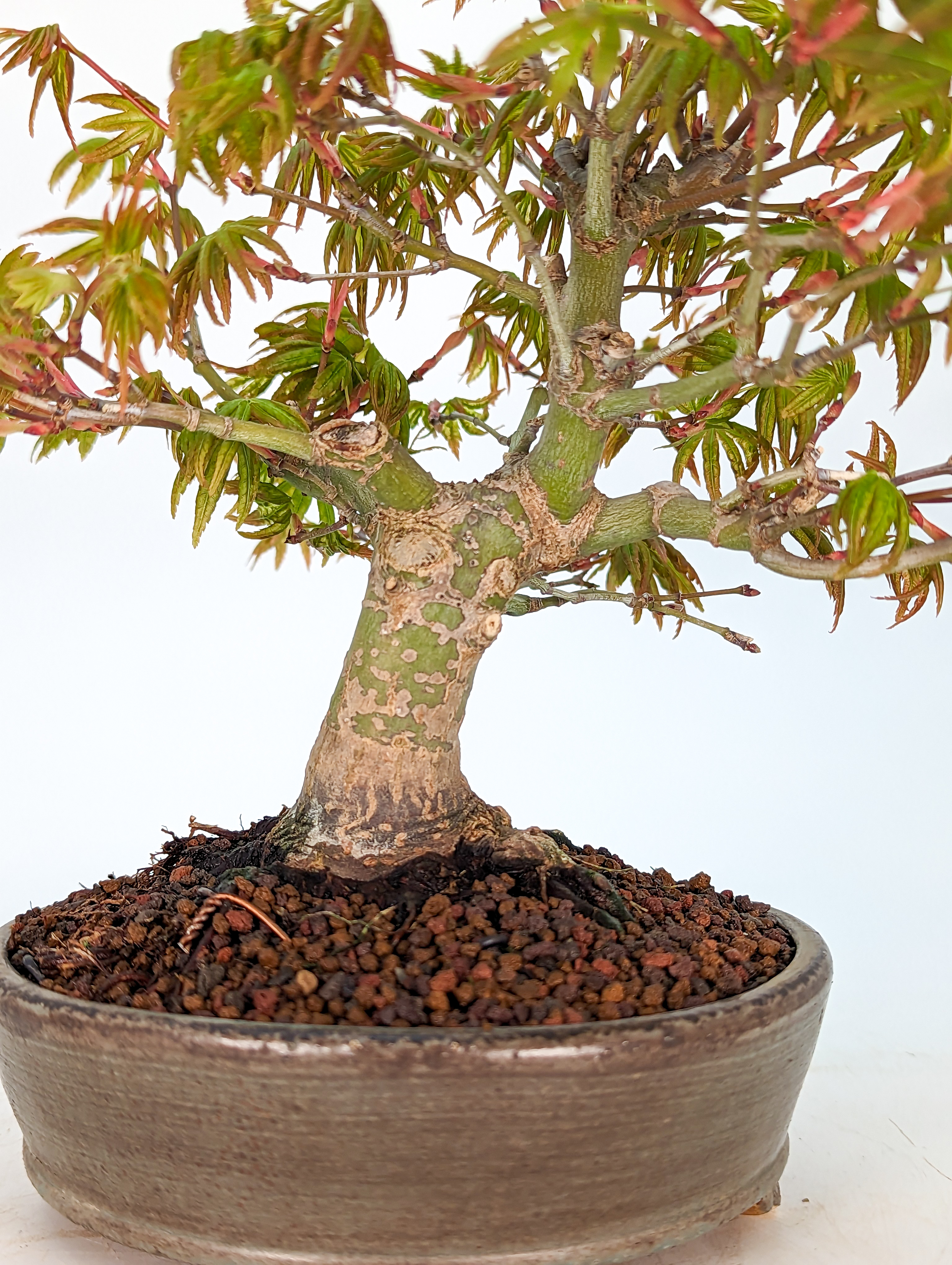 Bonsai Fächerahorn Acer Palmatum Yamamomiji Shohin 17cm 