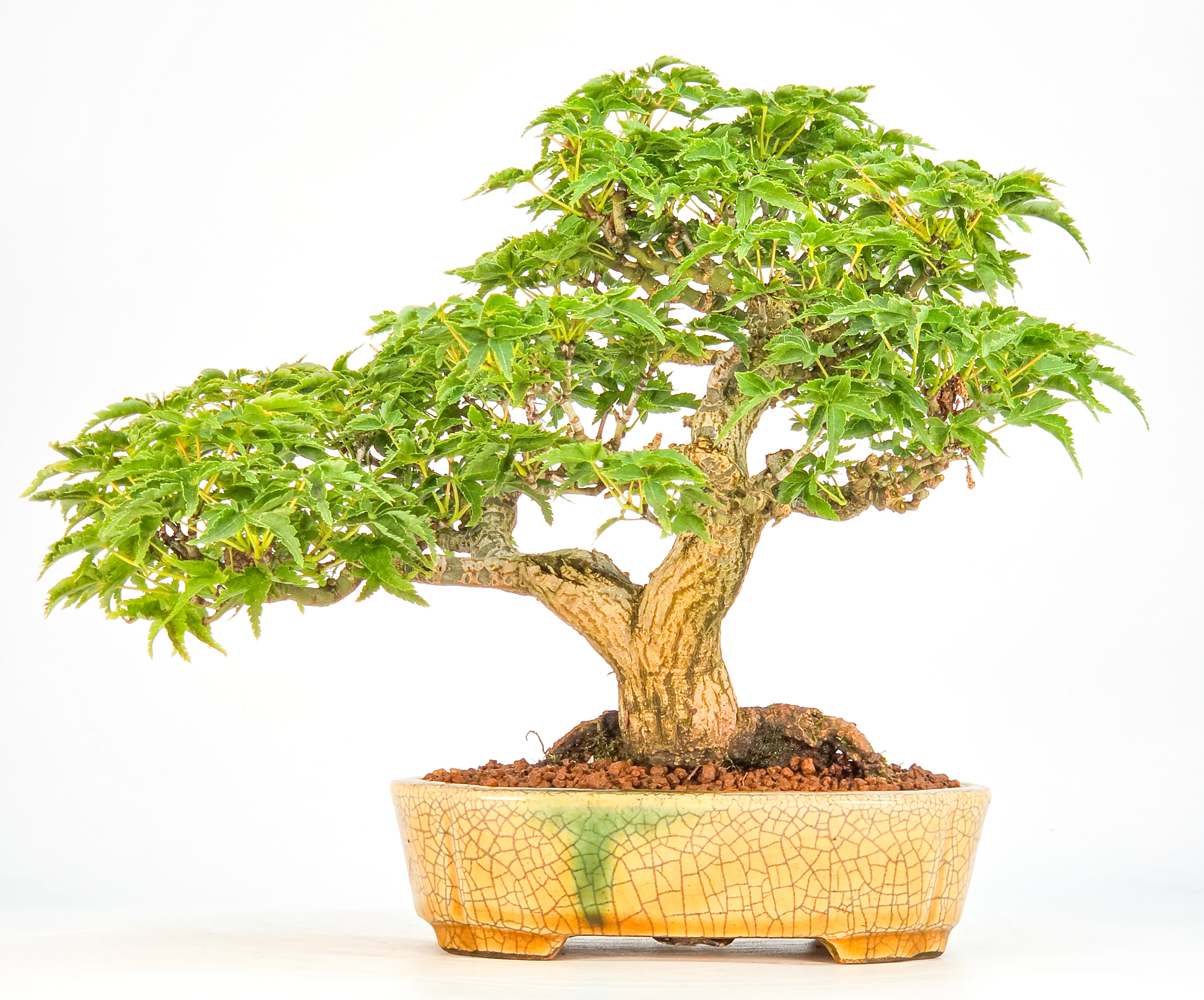 Bonsai Premium Löwenkopfahorn- Acer palmatum Shishigashira Shohin 16cm Video!!