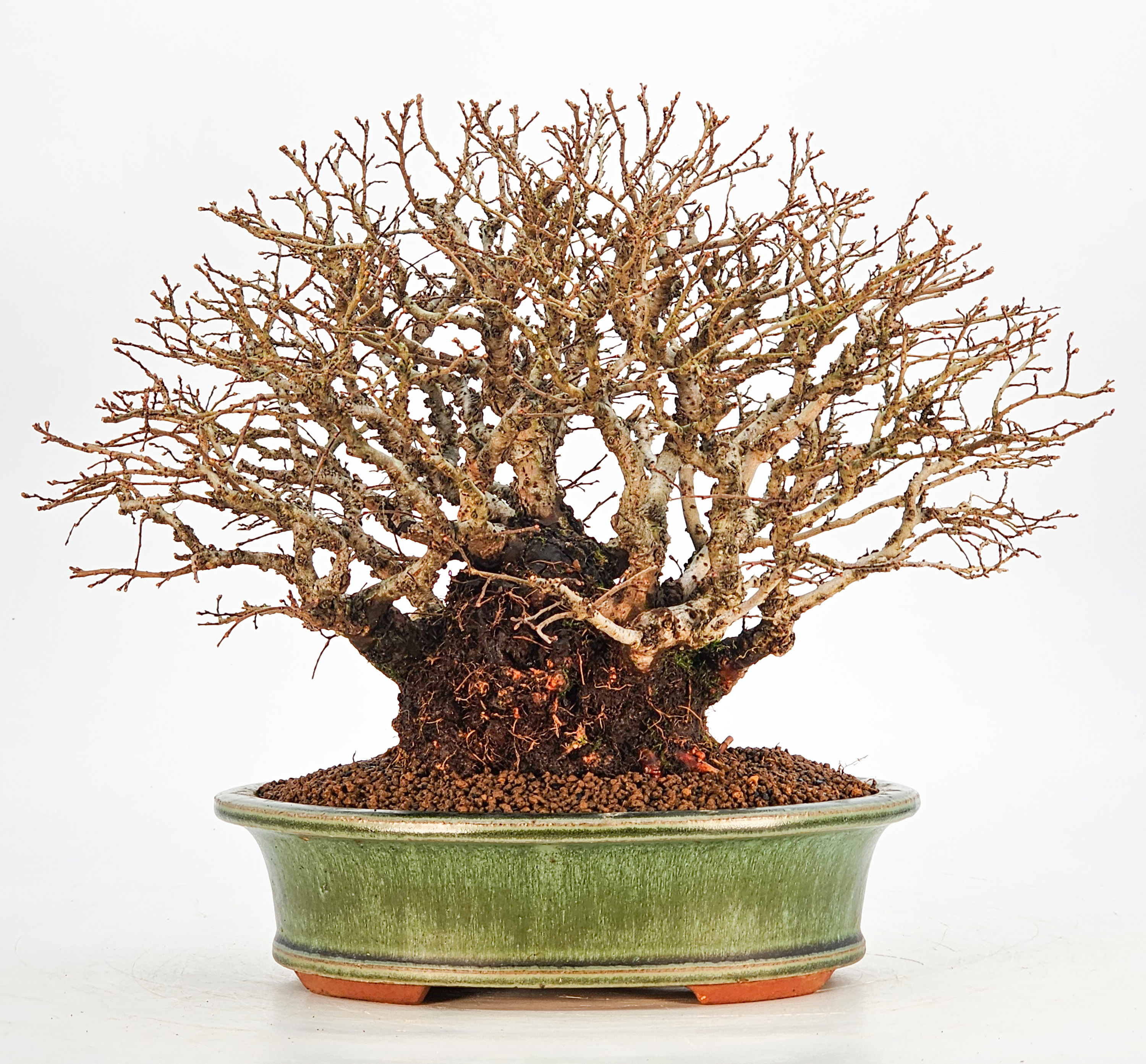 Bonsai Japanische Ulme - Ulmus parvifolia Shohin 21cm - Video!!