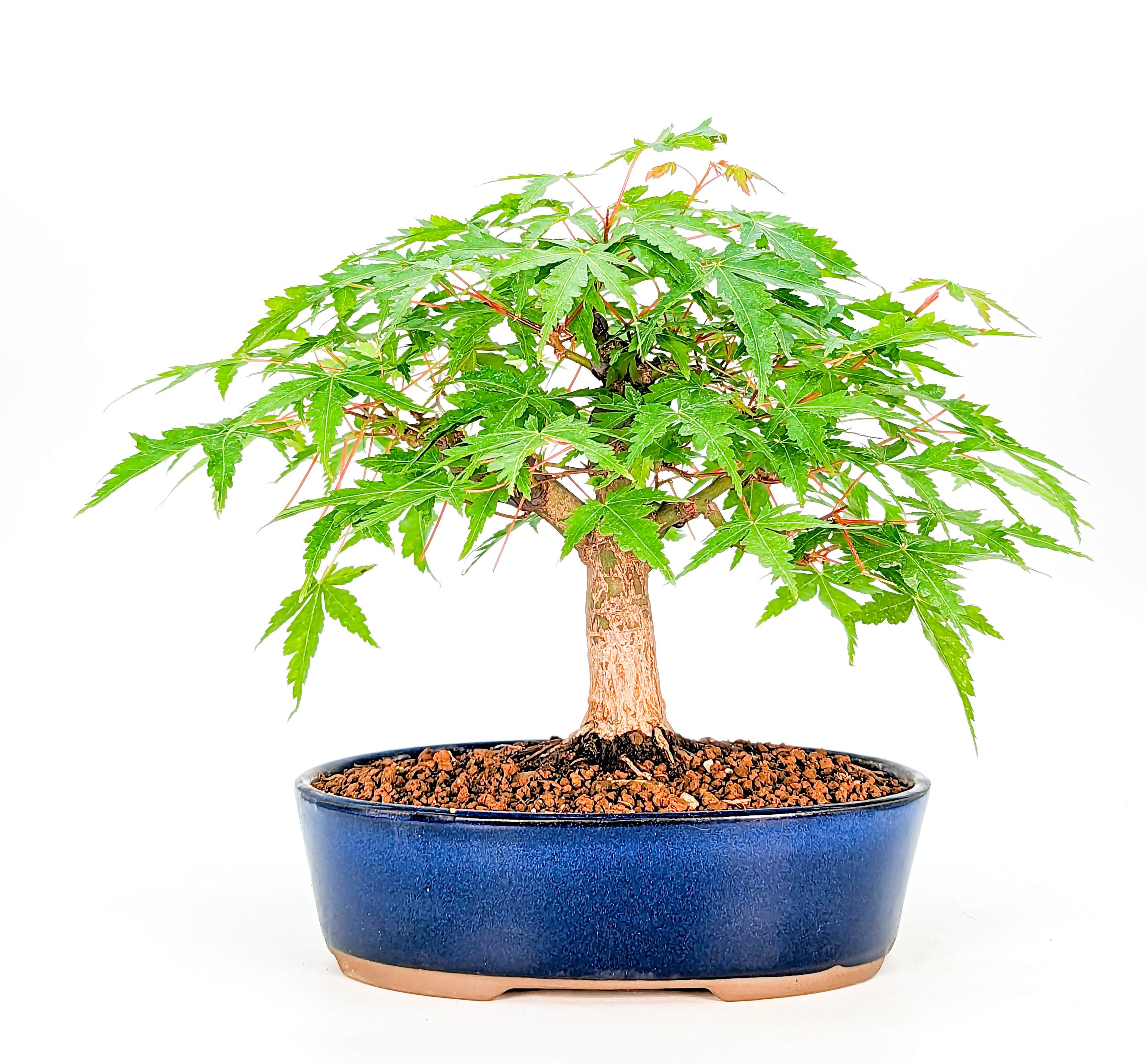 Bonsai Fächerahorn Acer Palmatum Shohin, schönes Nebari 16cm