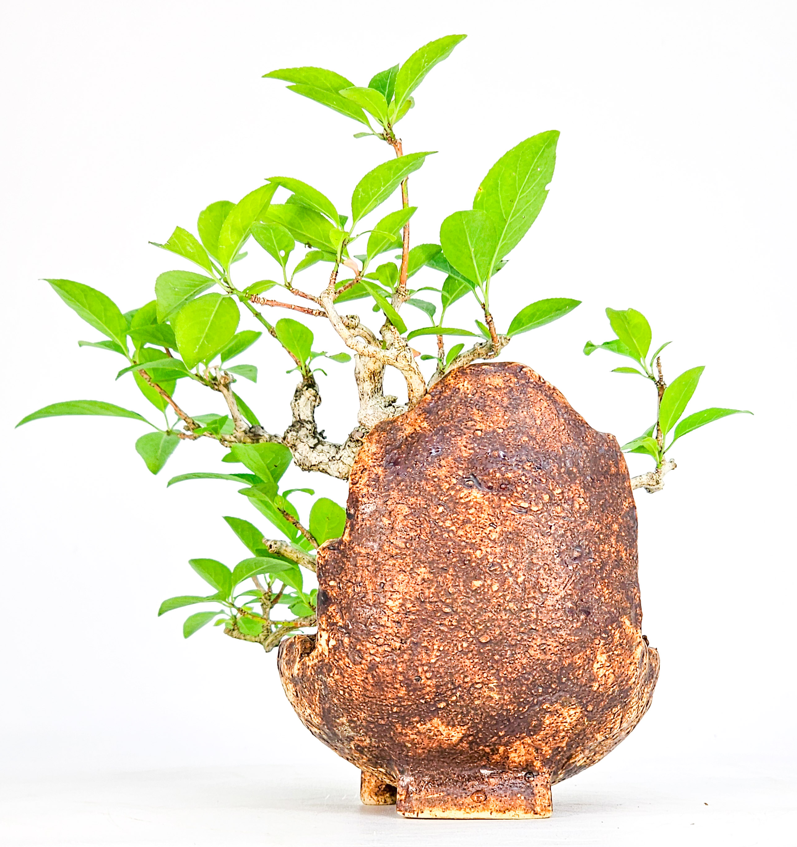 Bonsai Pfaffenhütchen - Euonymus Shohin 14cm