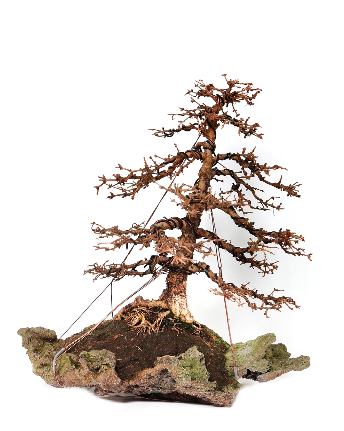 Bonsai Europäische Lärche - Larix decidua 54cm 