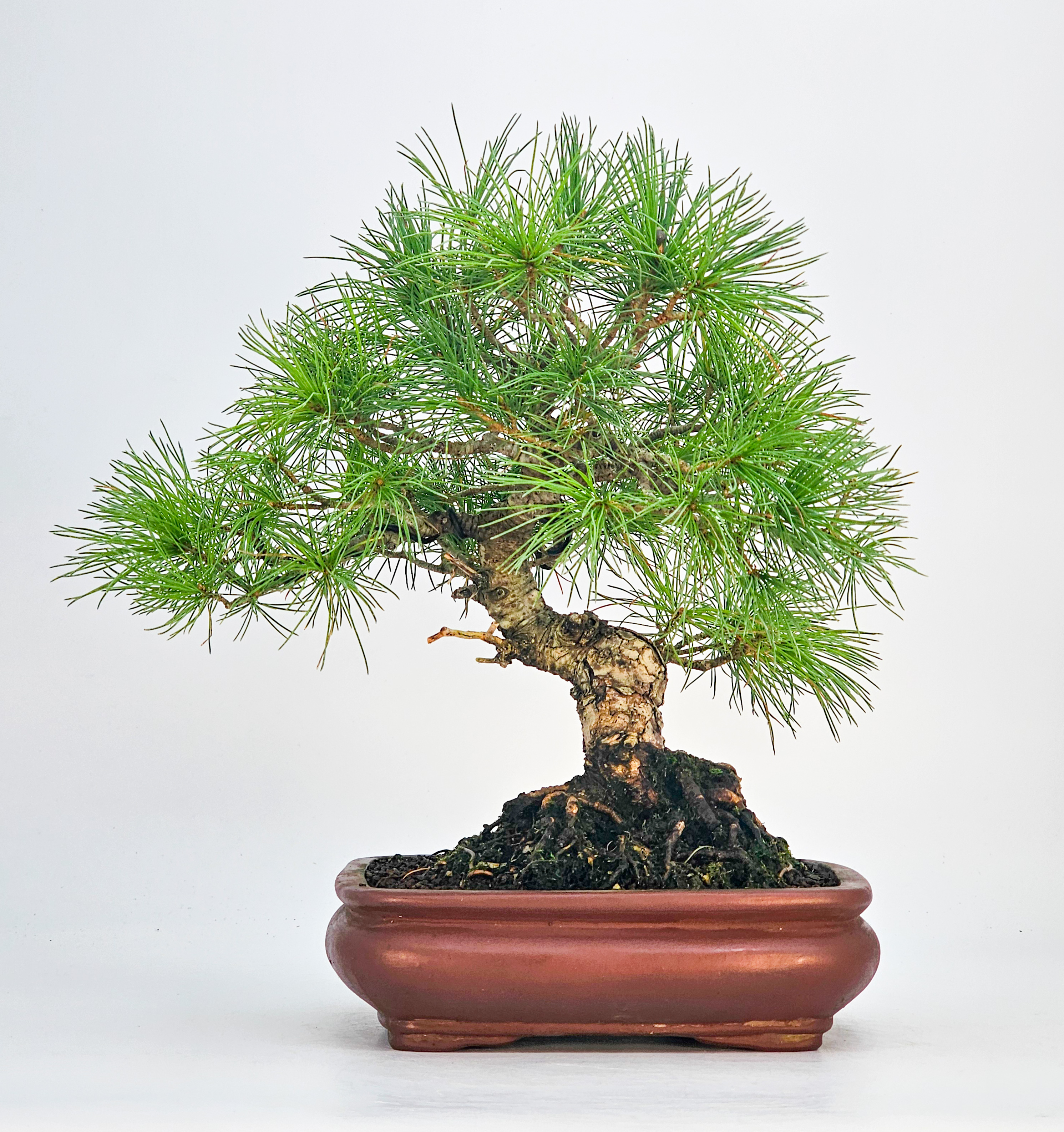 Bonsai Pinus parviflora Mädchenkiefer 25cm