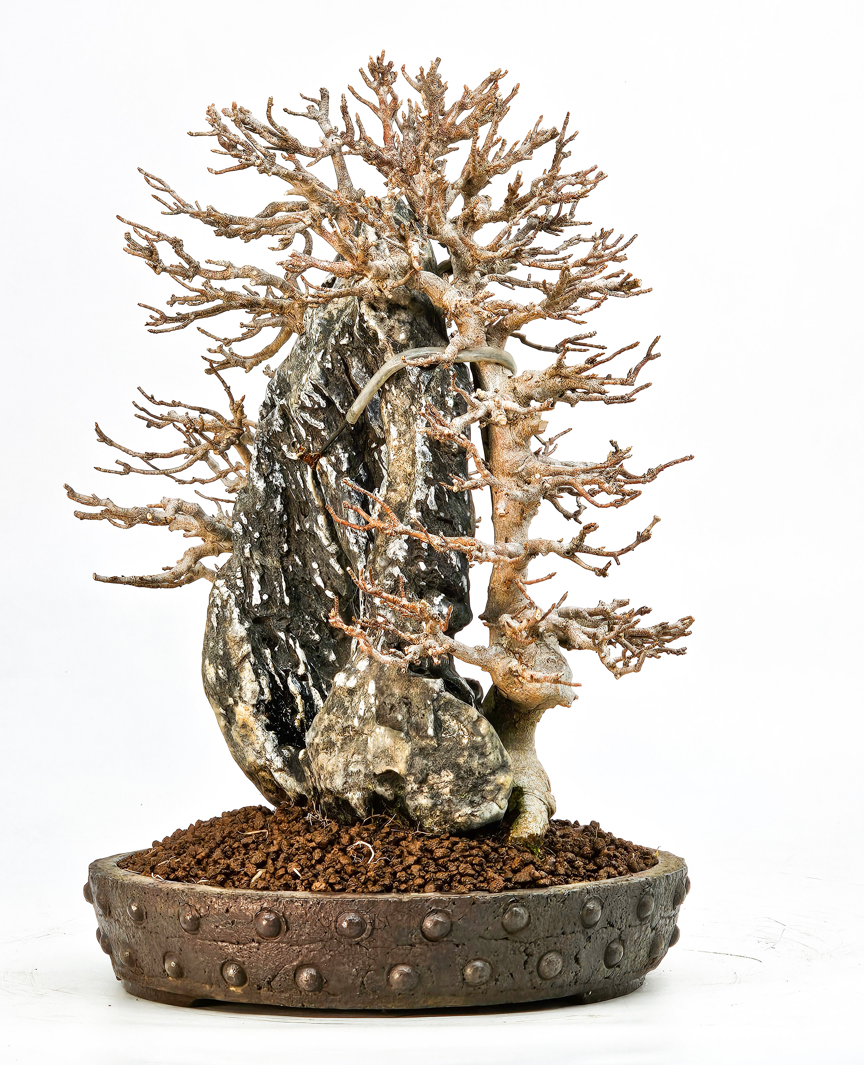 Bonsai Dreispitzahorn - Acer buergerianum Ishizuki 26,5cm - Video!! Bonsai Dreispitzahorn - Acer buergerianum Ishizuki 26,5cm - Video!!