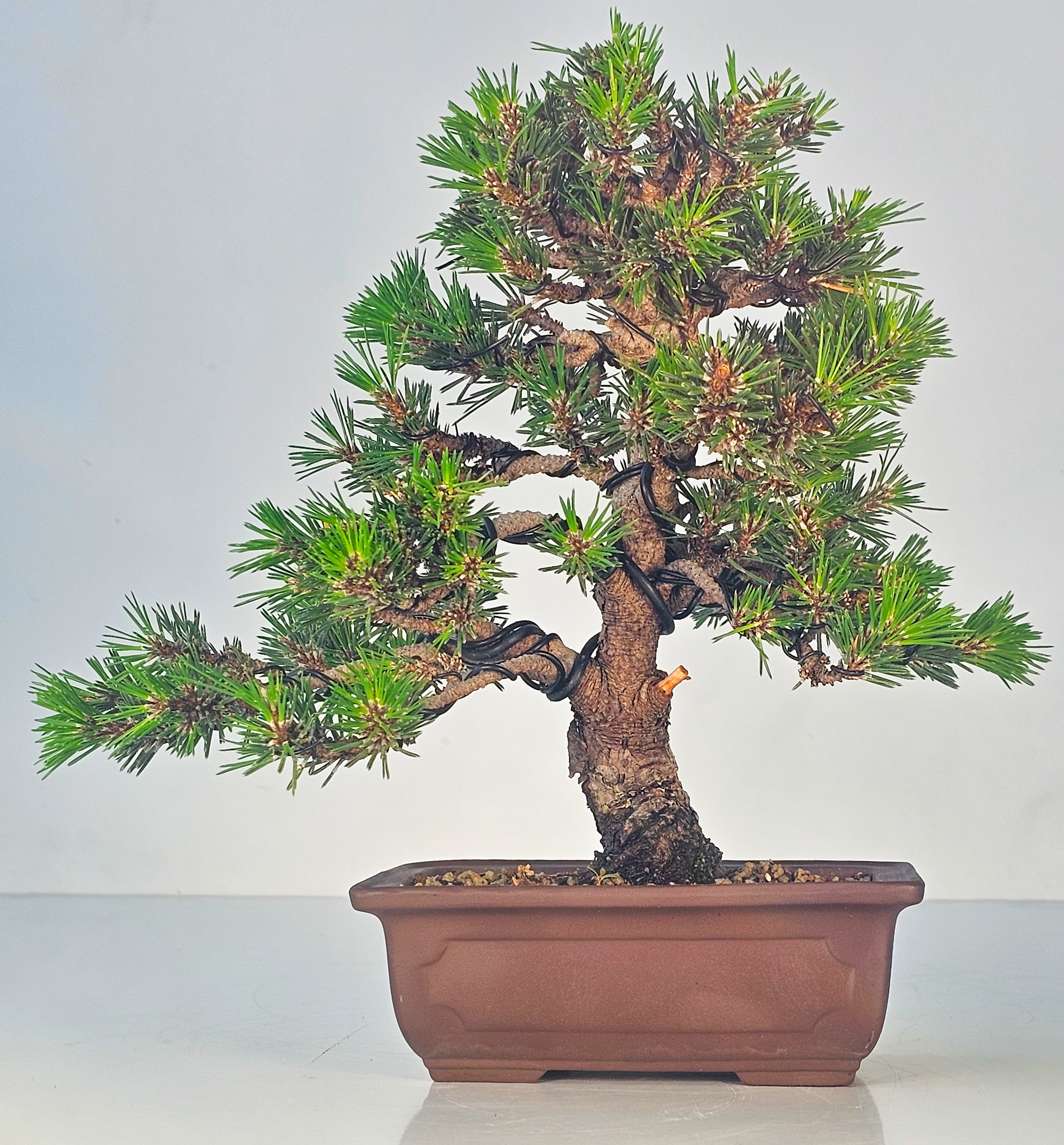 Bonsai Schwarzkiefer - Pinus thunbergii senjumaru 25cm