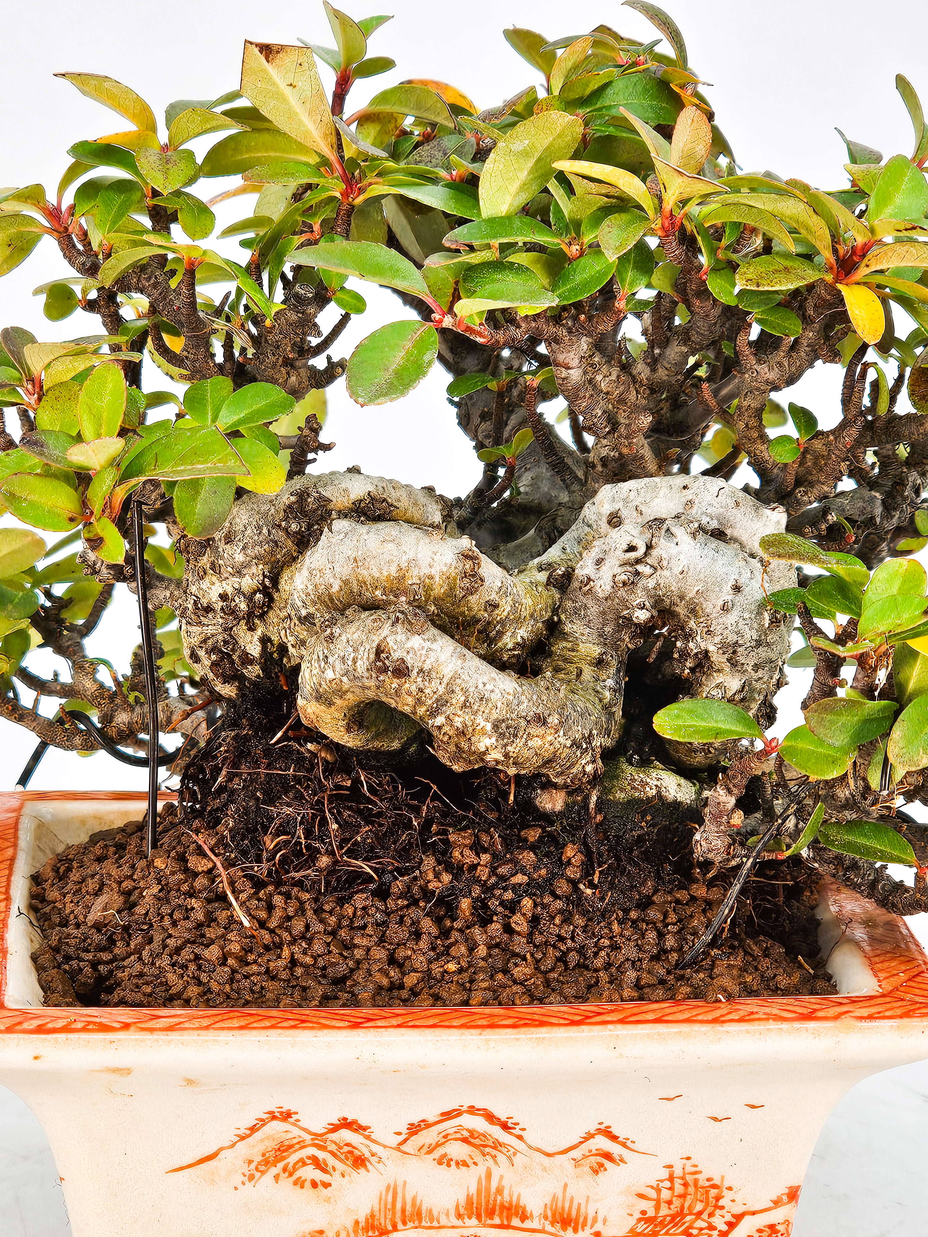Bonsai Pyracantha - Feuerdorn Shohin 10cm  Video!!