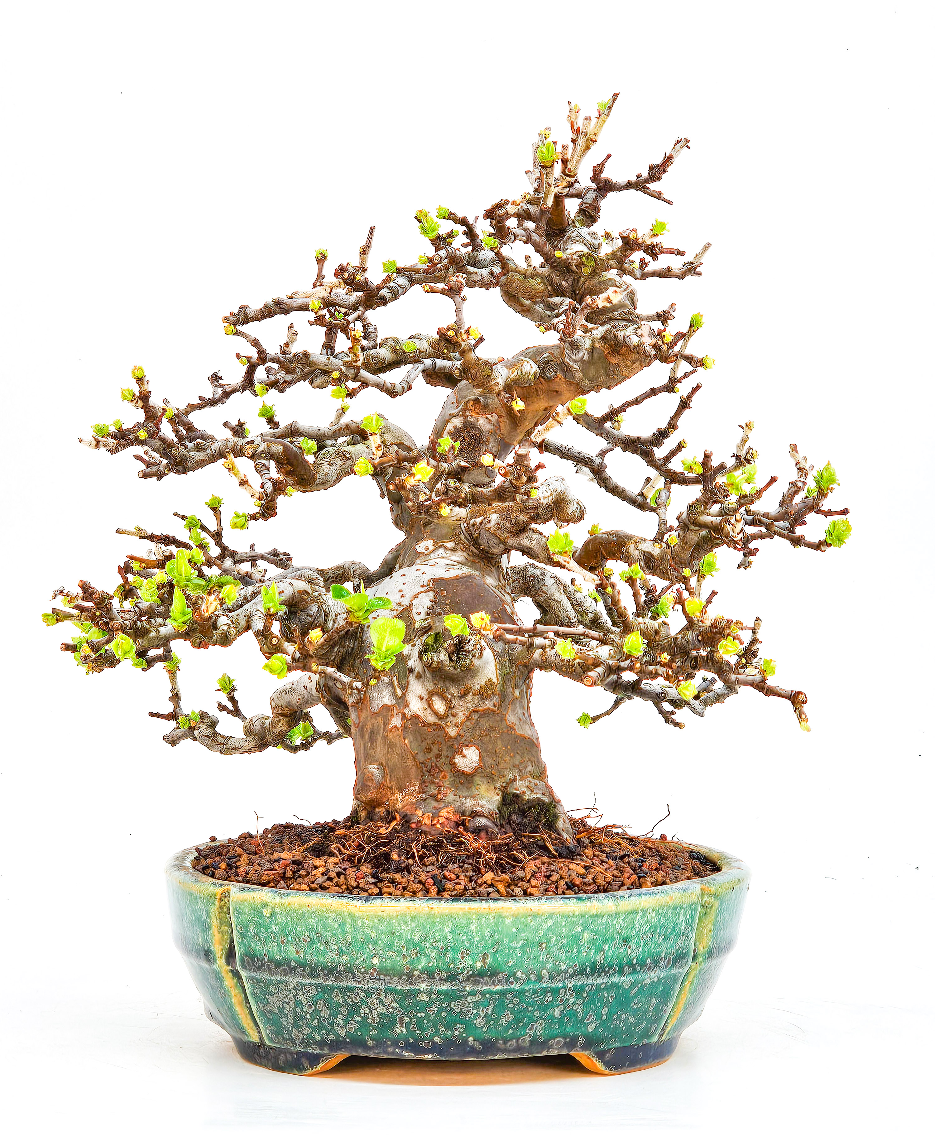 Bonsai Quitte - Pseudocydonia sinensis Shohin 21cm Video