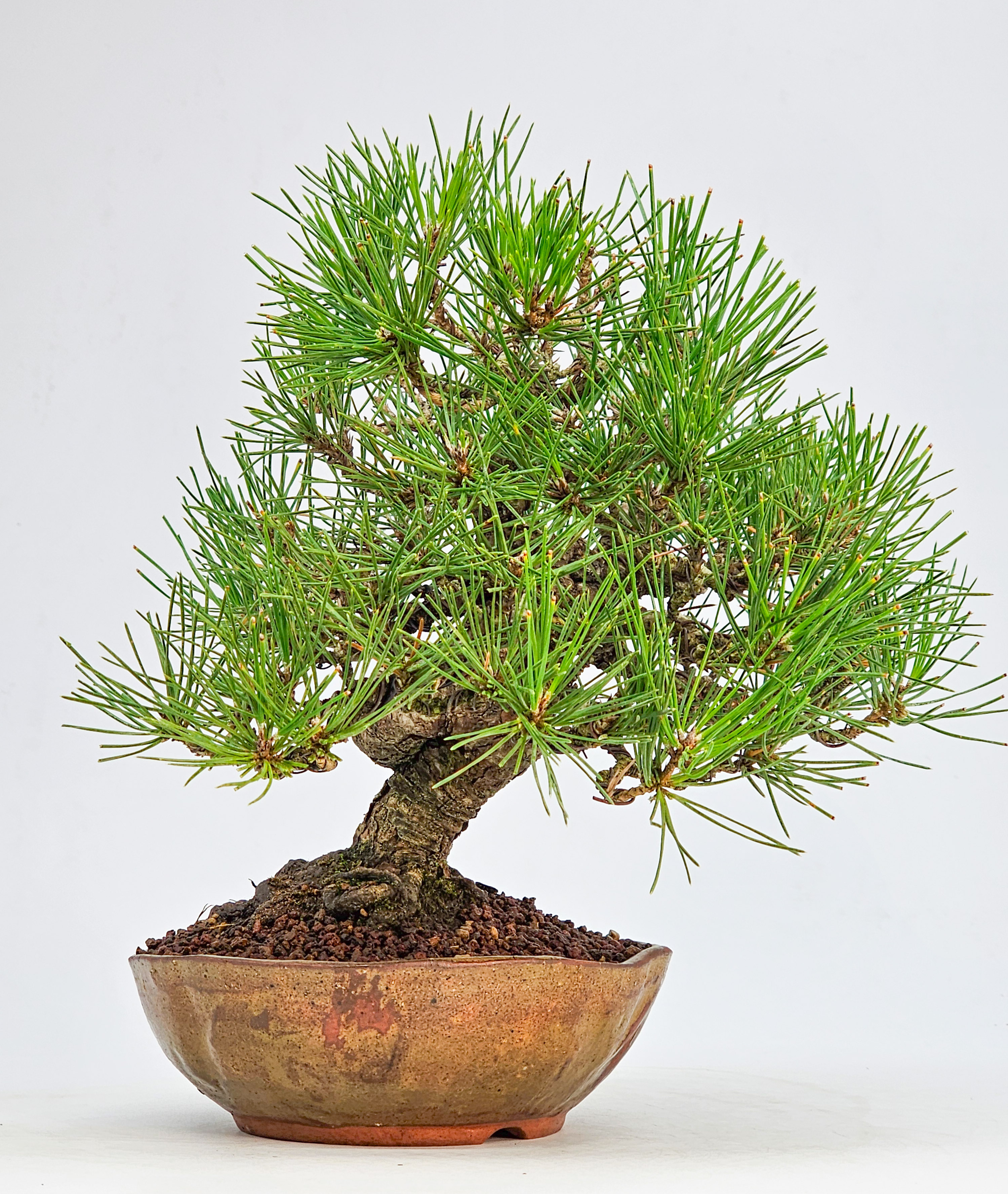 Bonsai Schwarzkiefer - Pinus thunbergii Shohin 21cm