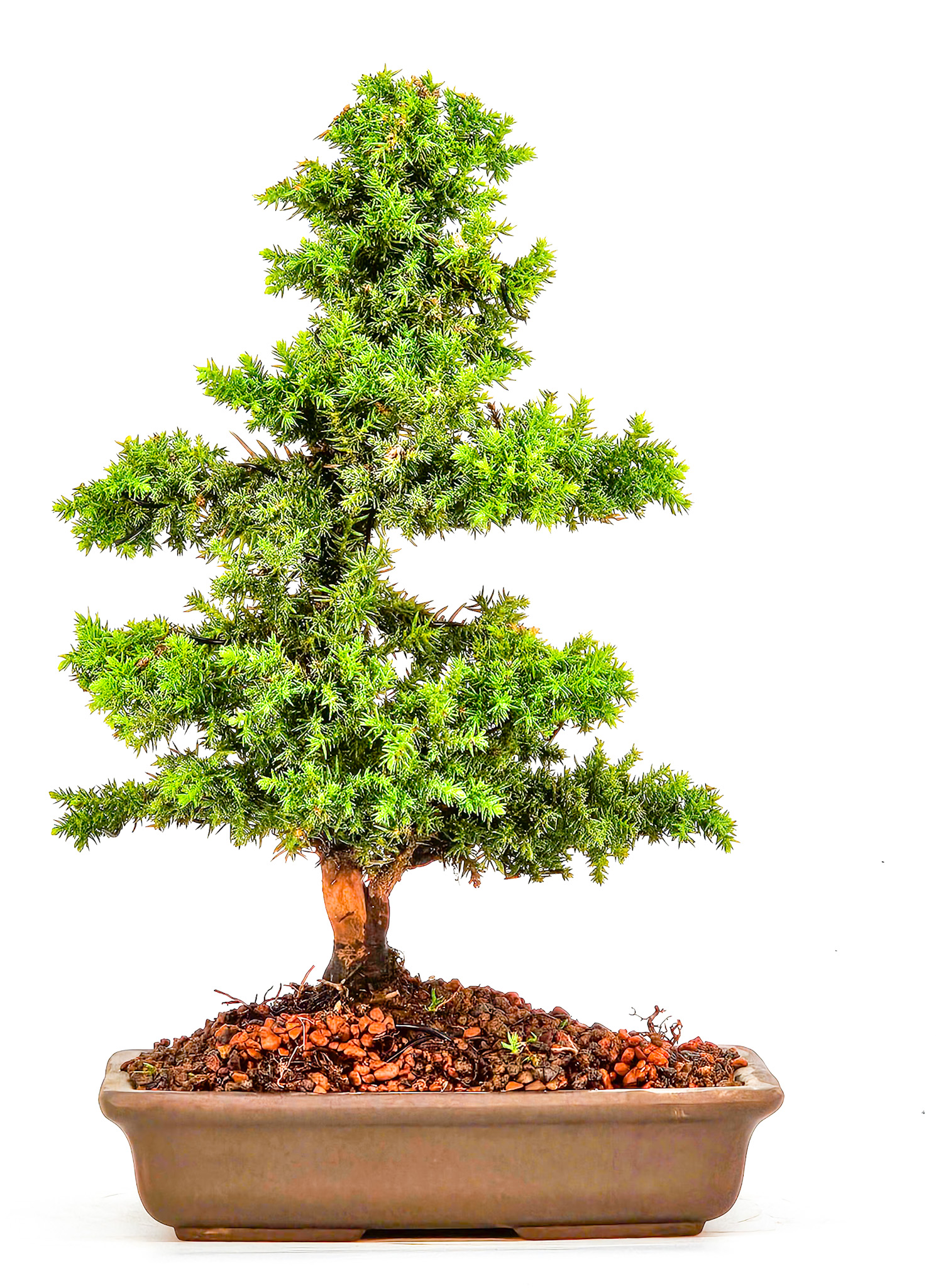 Bonsai Sicheltanne Cryptomeria Japonica 22cm   