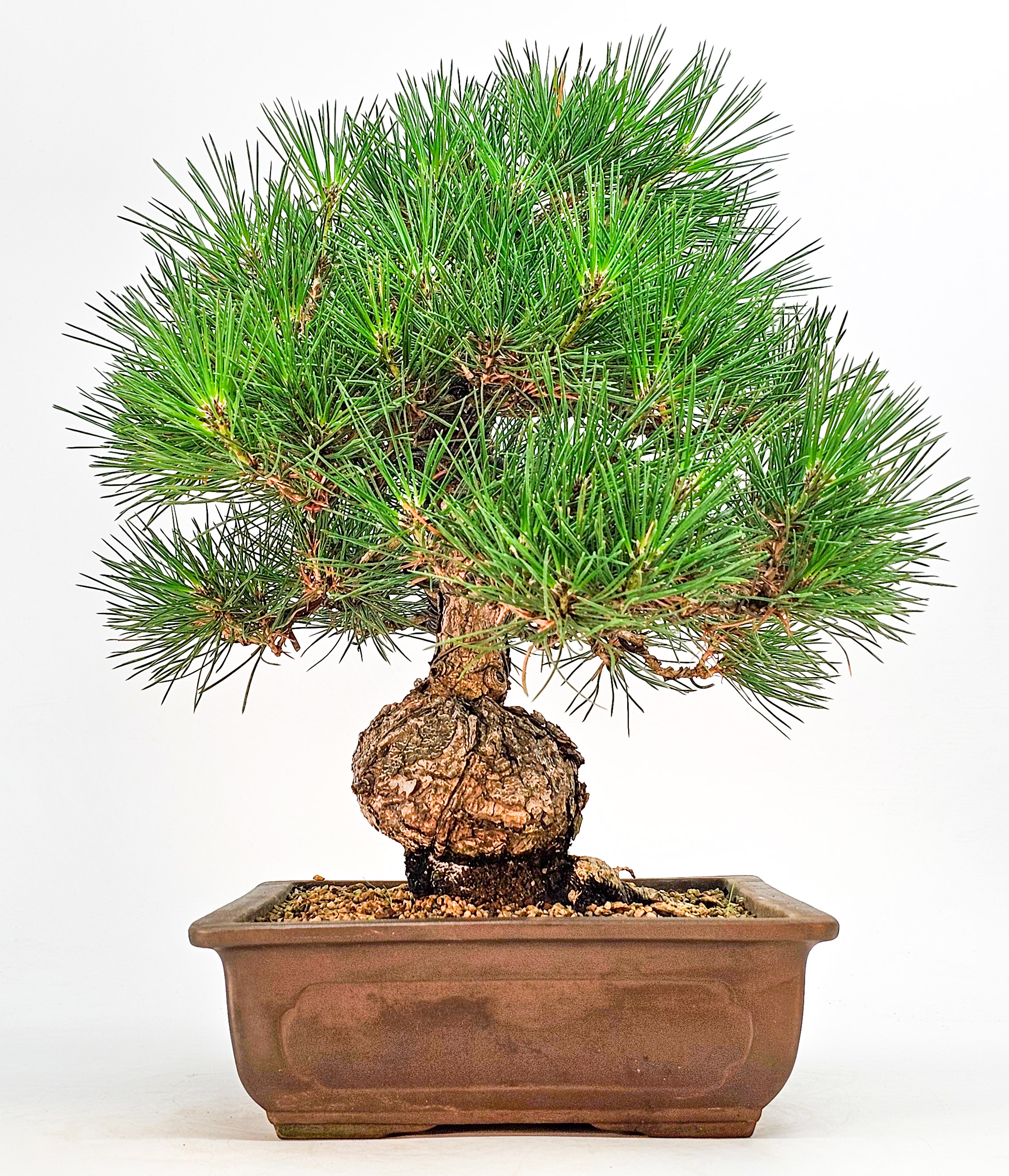 Bonsai Schwarzkiefer - Pinus thunbergii 36cm