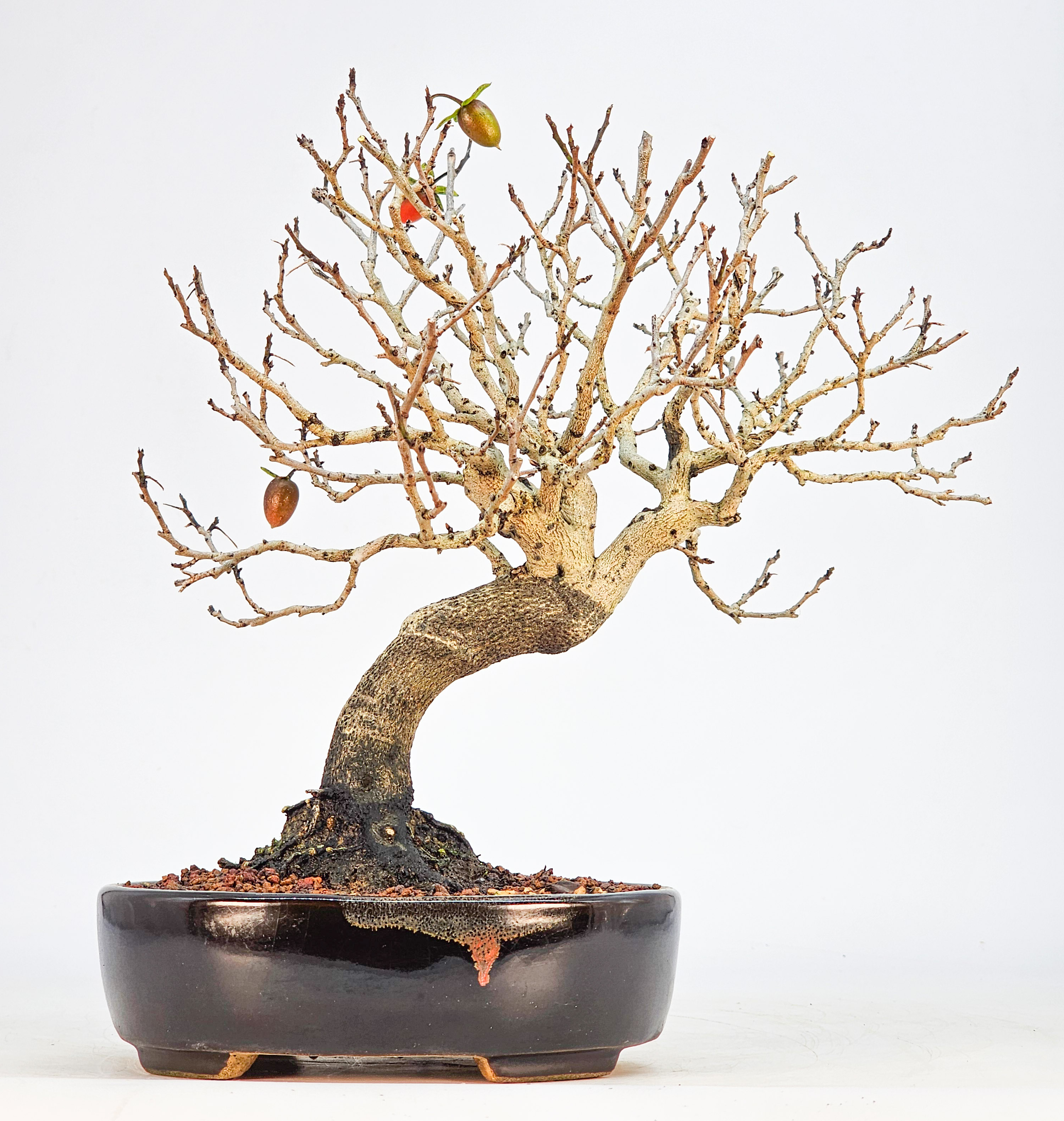 Bonsai Kakipflaume - Diospyros kaki Shohin 21cm 