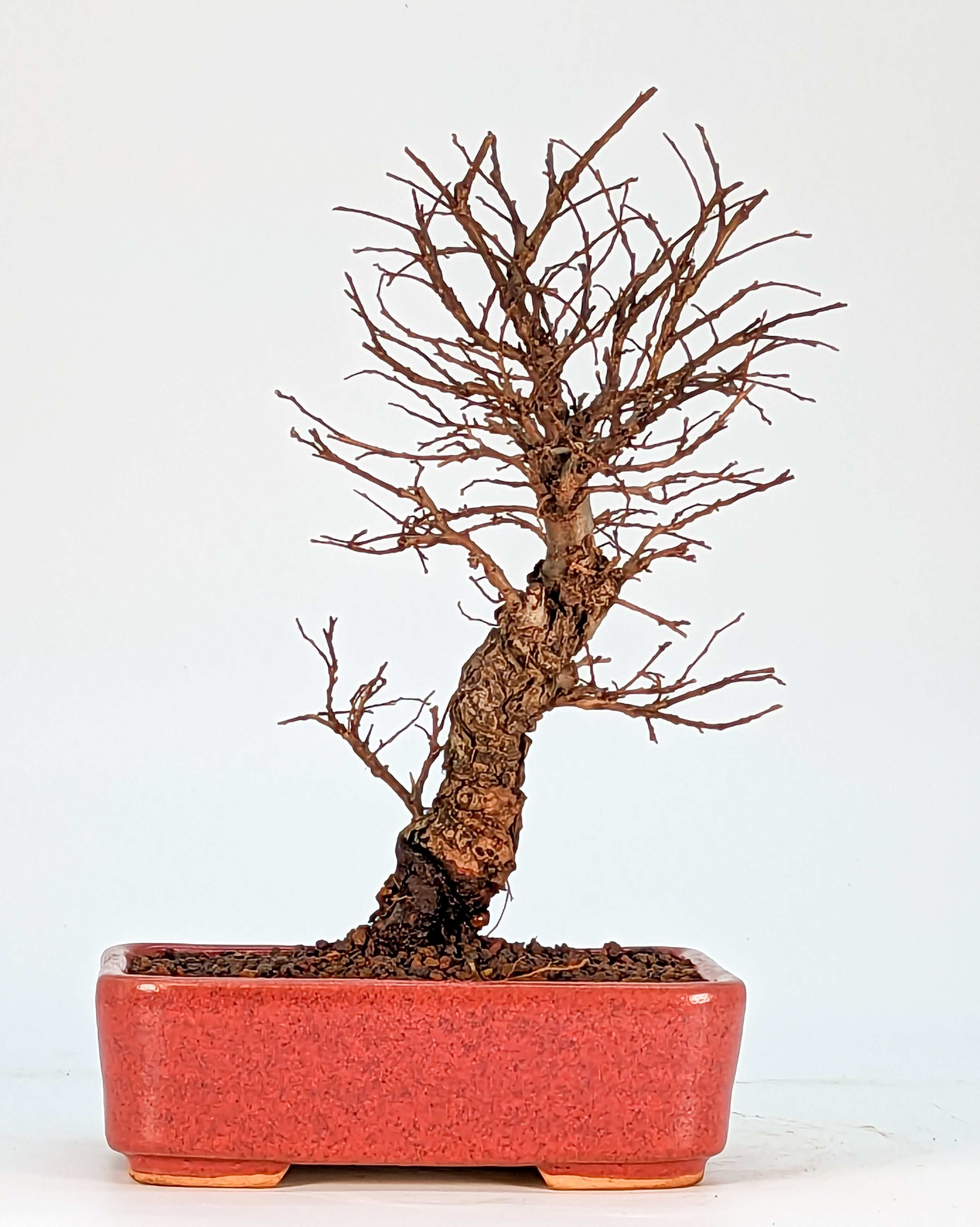Bonsai Ulmus parvifolia - Japanische Ulme Shohin 19cm 