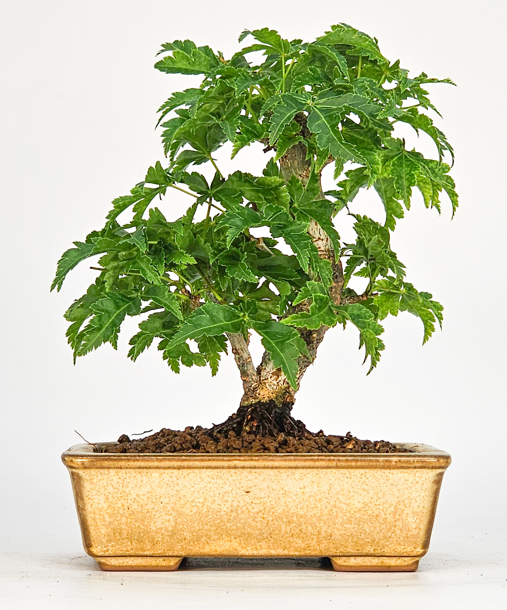 Bonsai Löwenkopfahorn- Acer palmatum Shishigashira Shohin 11cm