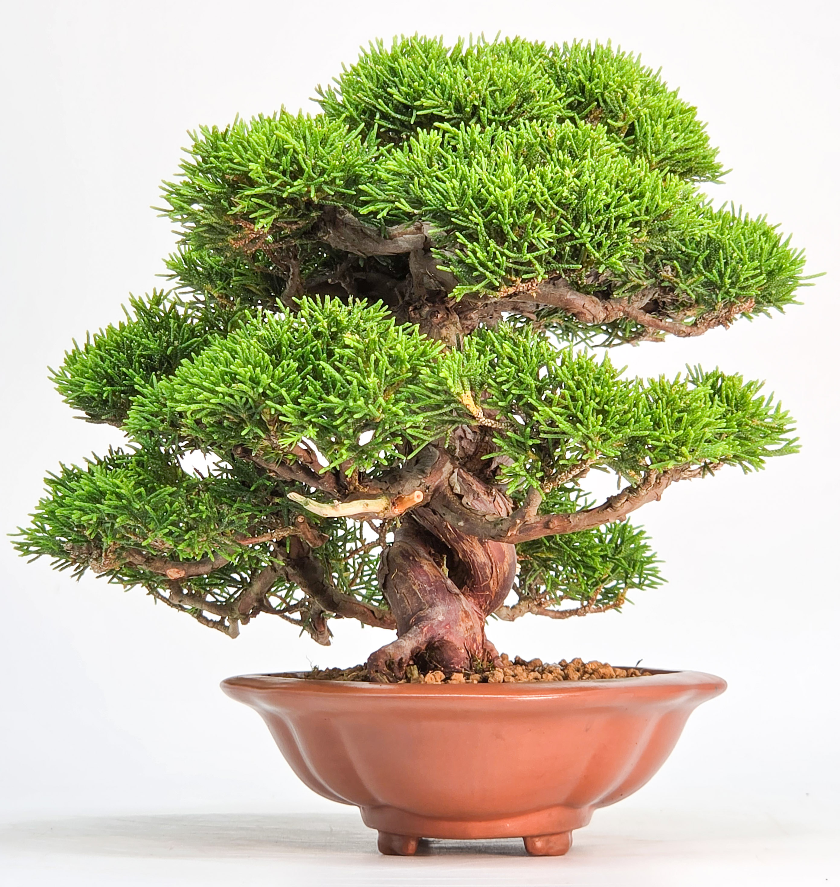 Bonsai Premium Wacholder - Juniperus chinensis Shohin 17cm