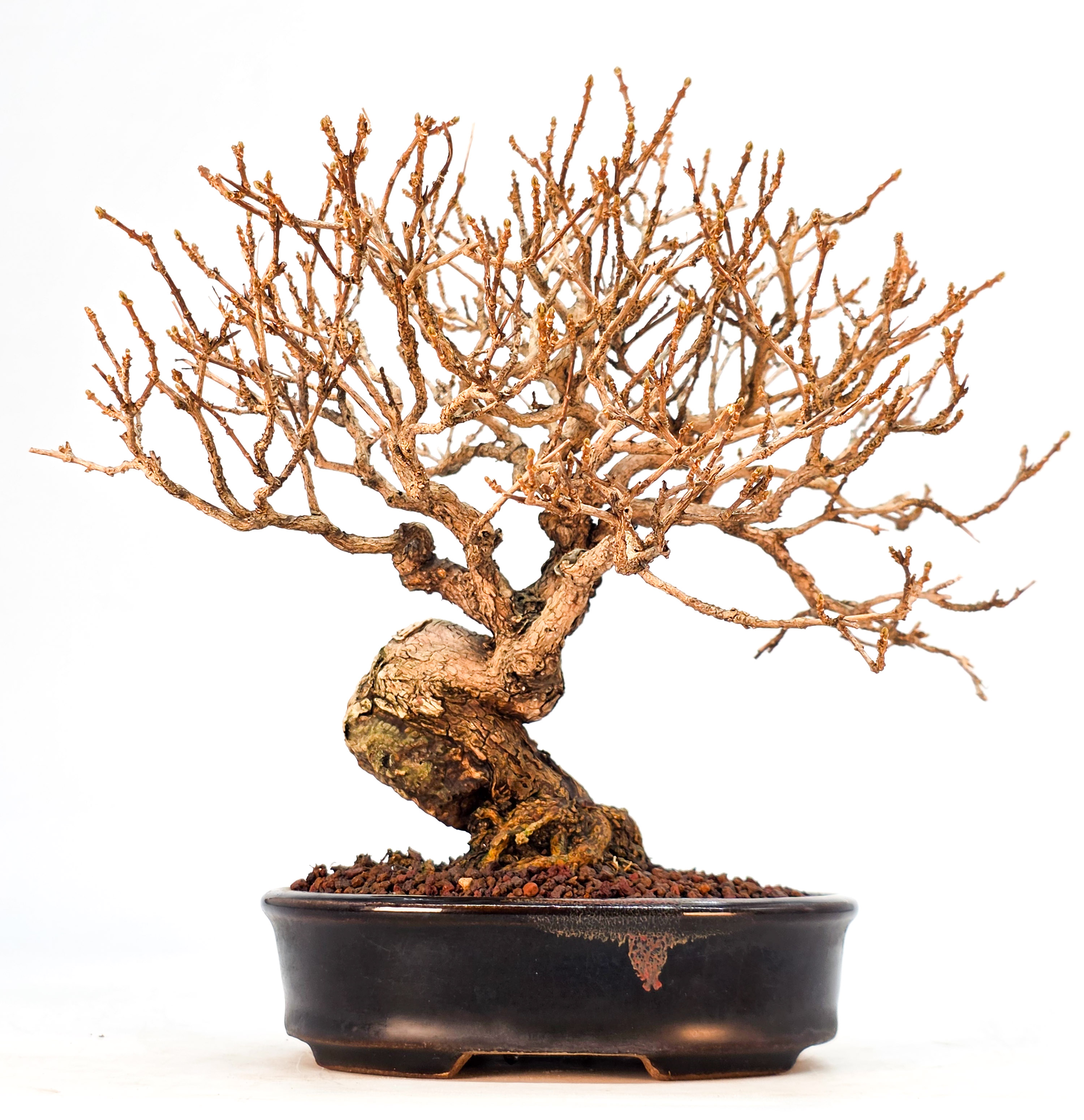 Bonsai Duftahorn - Premna japonica  Shohin 18cm