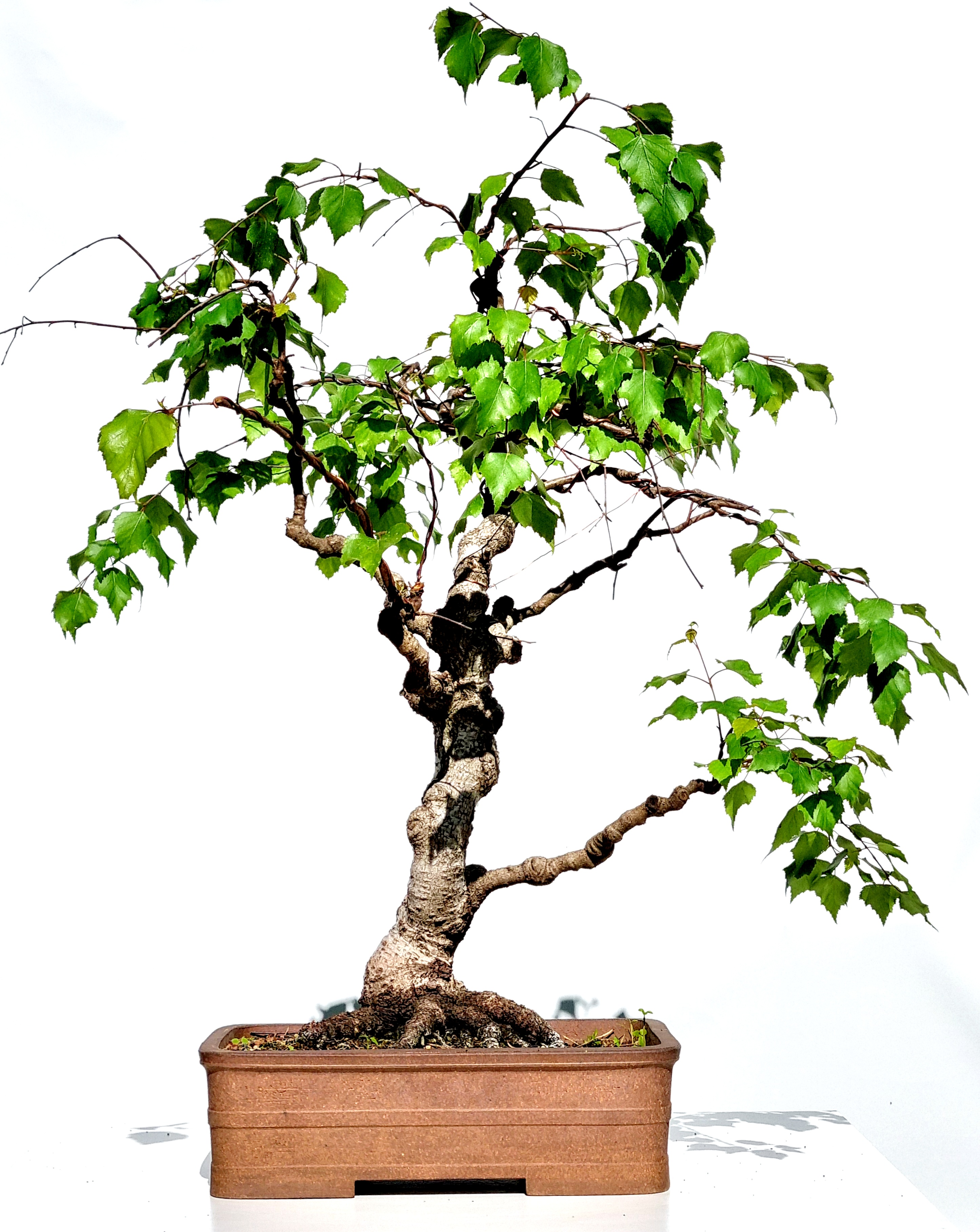 Yamadoris Bonsai Ikigai Bonsai