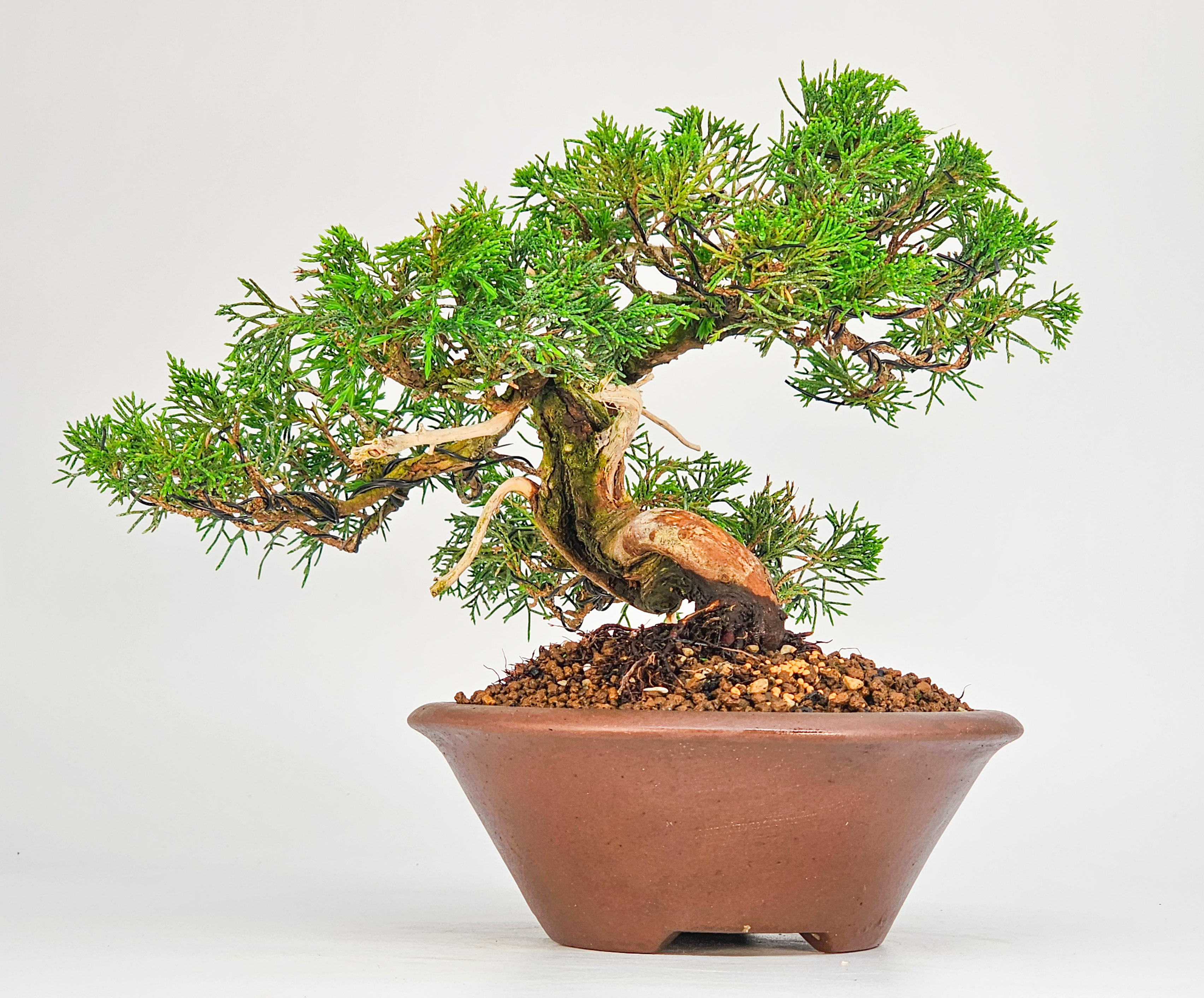 Bonsai Wacholder -Juniperus chinensis Shohin 17cm