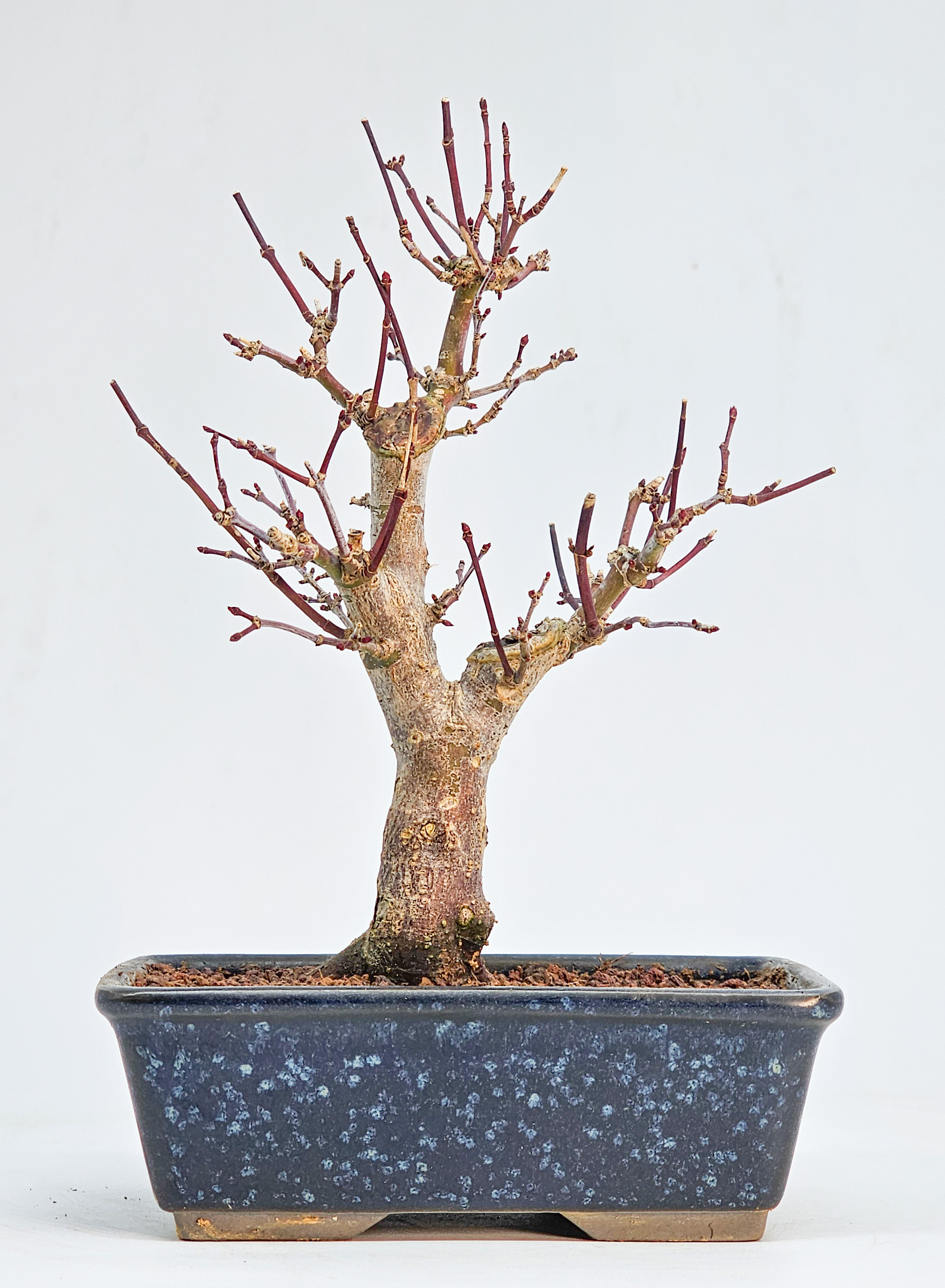 Bonsai Fächerahorn - Acer palmatum Deshojo Shohin 17cm