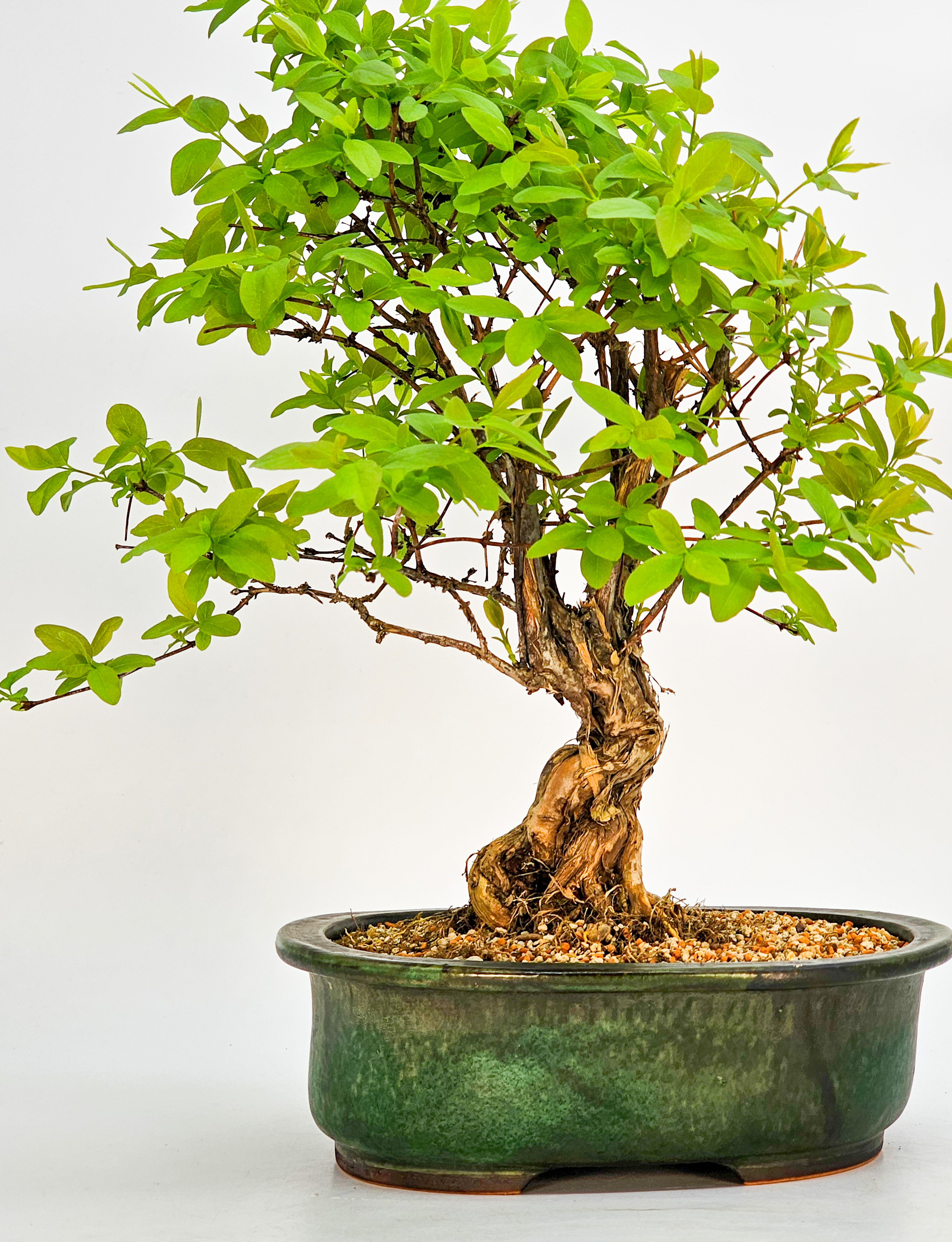 Bonsai Blaue Heckenkirsche - Lonicera caerulea 30cm