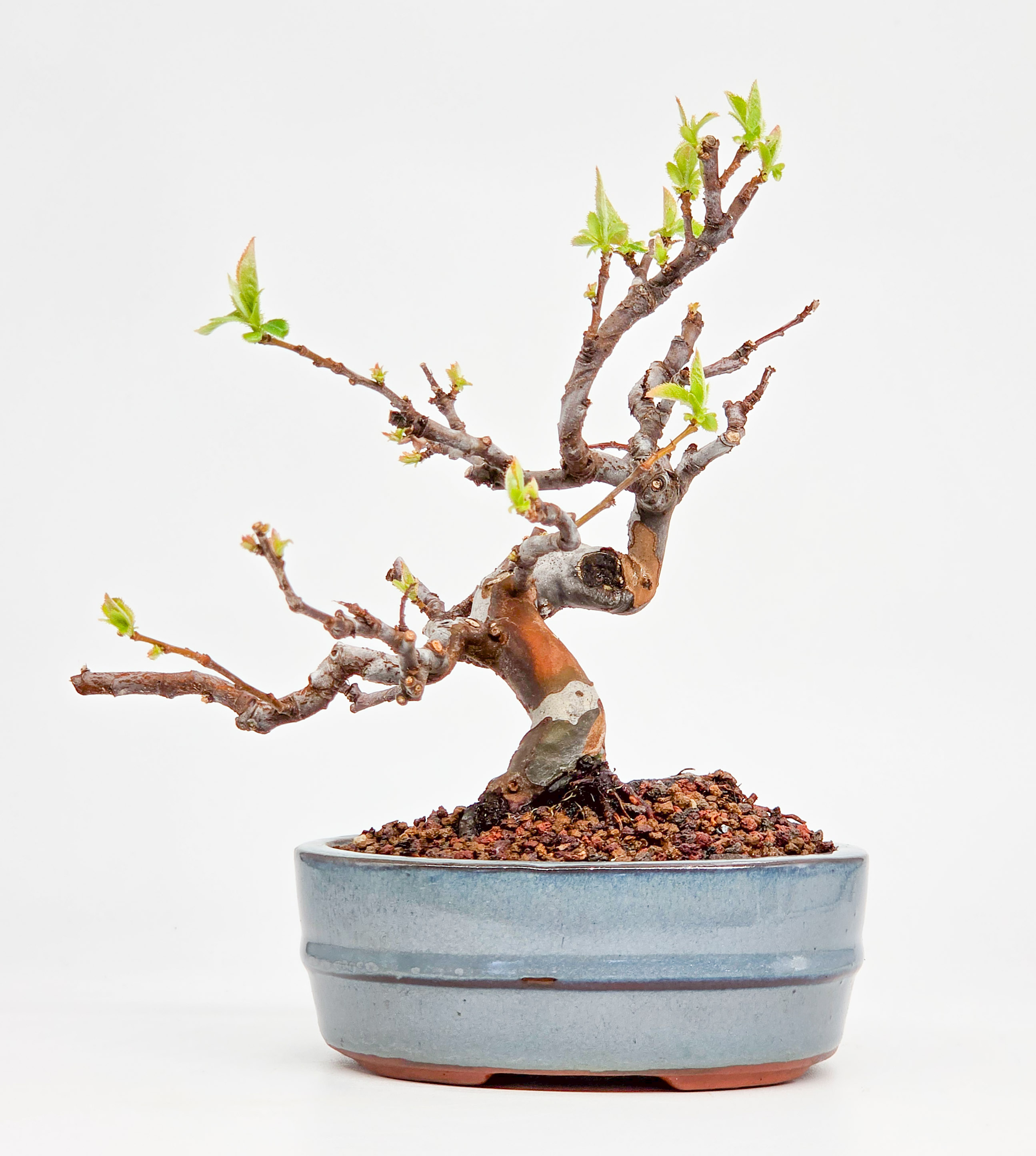 Bonsai Quitte - Pseudocydonia sinensis Shohin 14,5cm