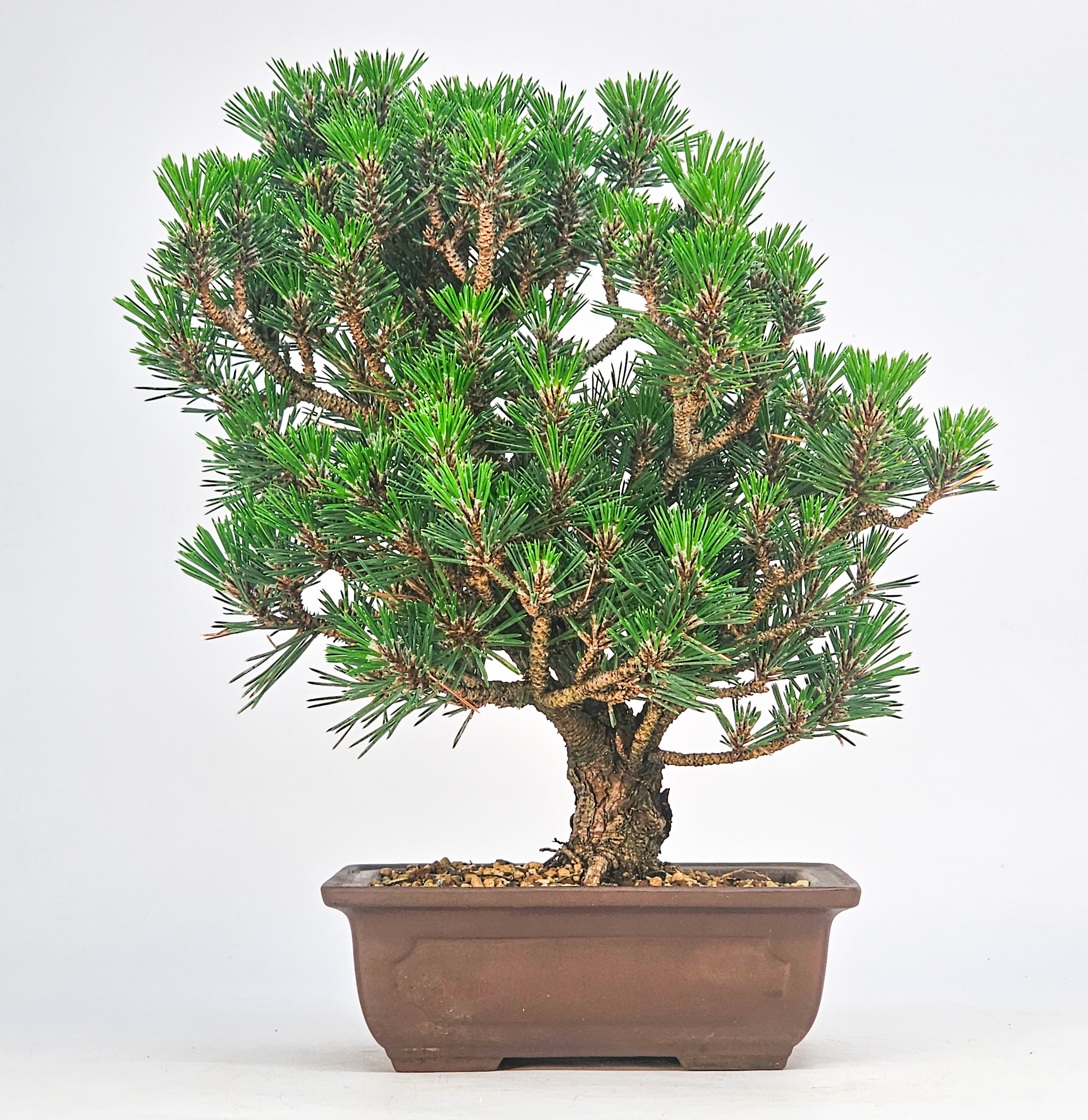 Bonsai Schwarzkiefer - Pinus thunbergii 26cm