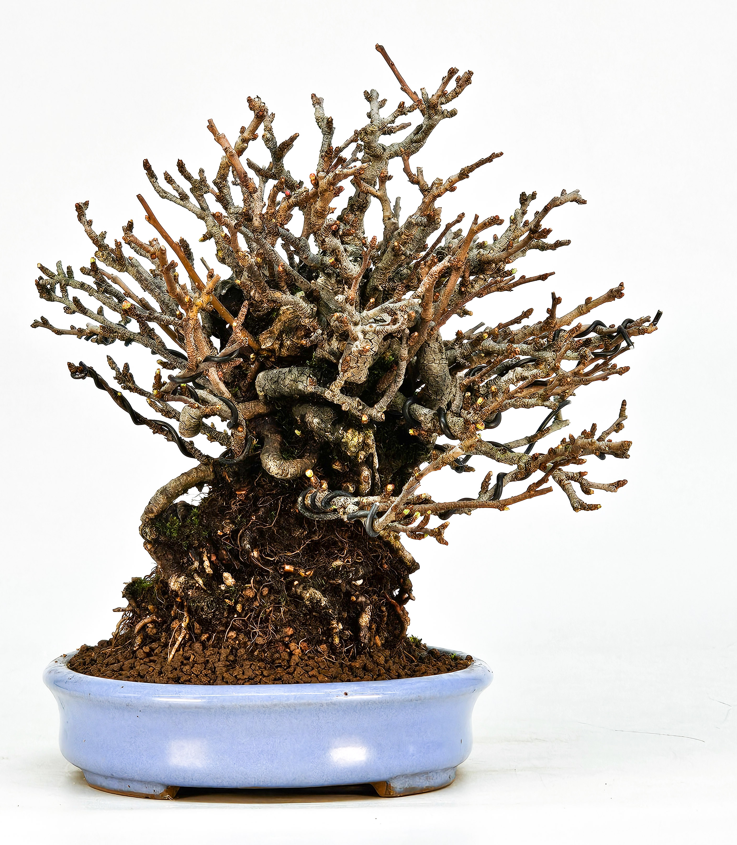 Bonsai Zierquitte - Chaenomeles - Chojubai Shohin 16cm