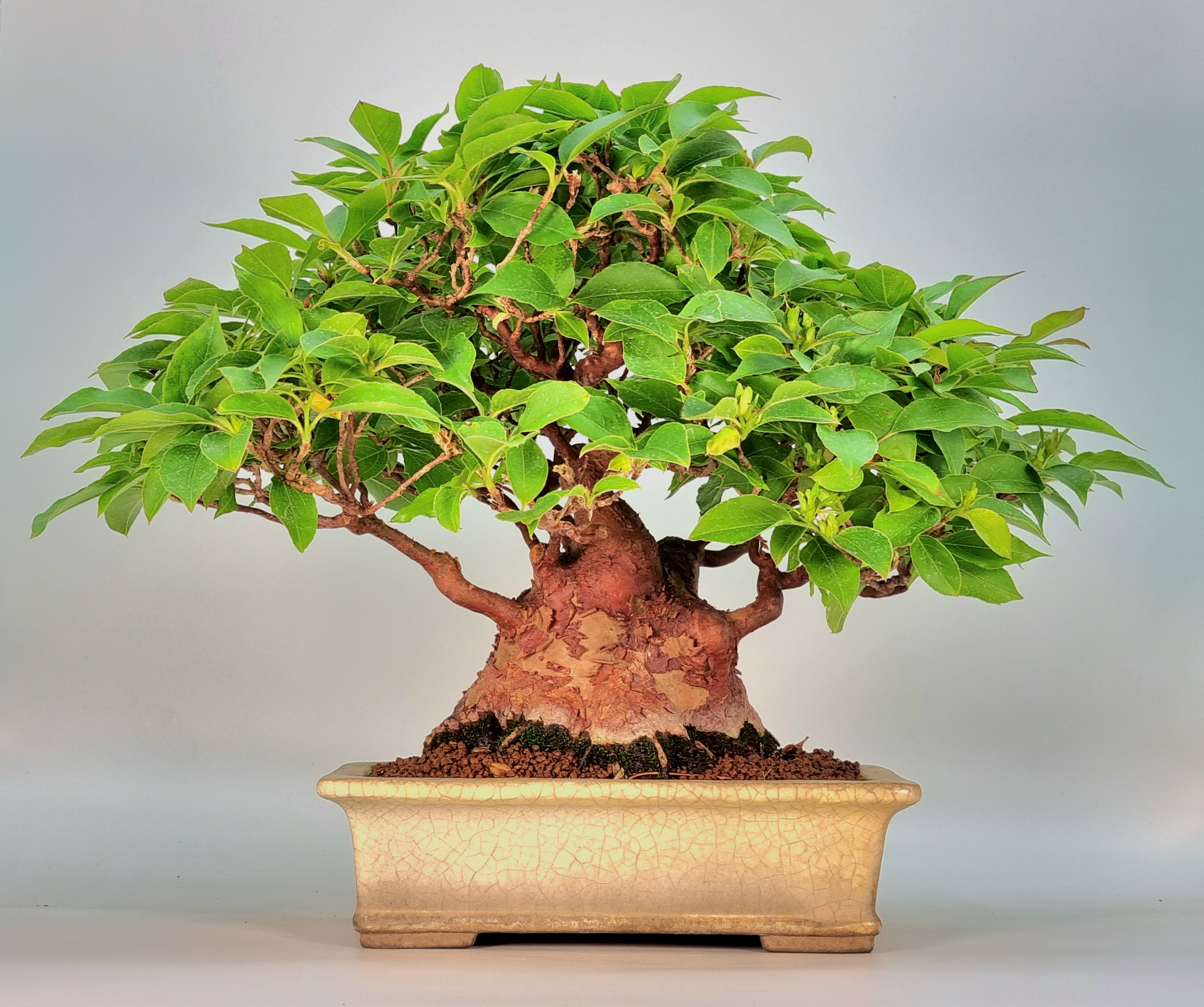 Bonsai Scheinkamelie - Stewartie 24cm Bonsai Scheinkamelie - Stewartie 24cm