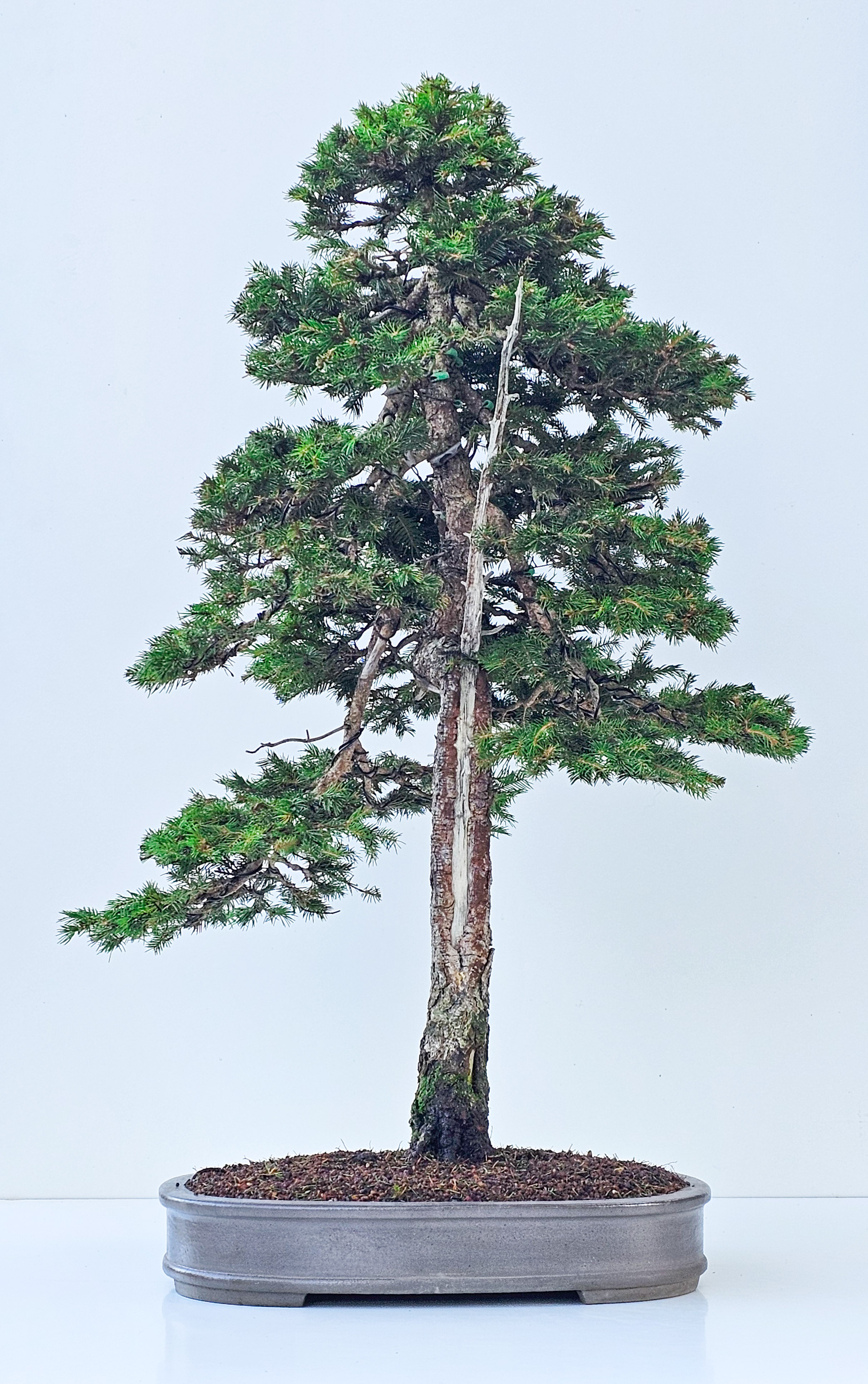 Bonsai Fichte - Picea 80cm Video!! | SW12796
